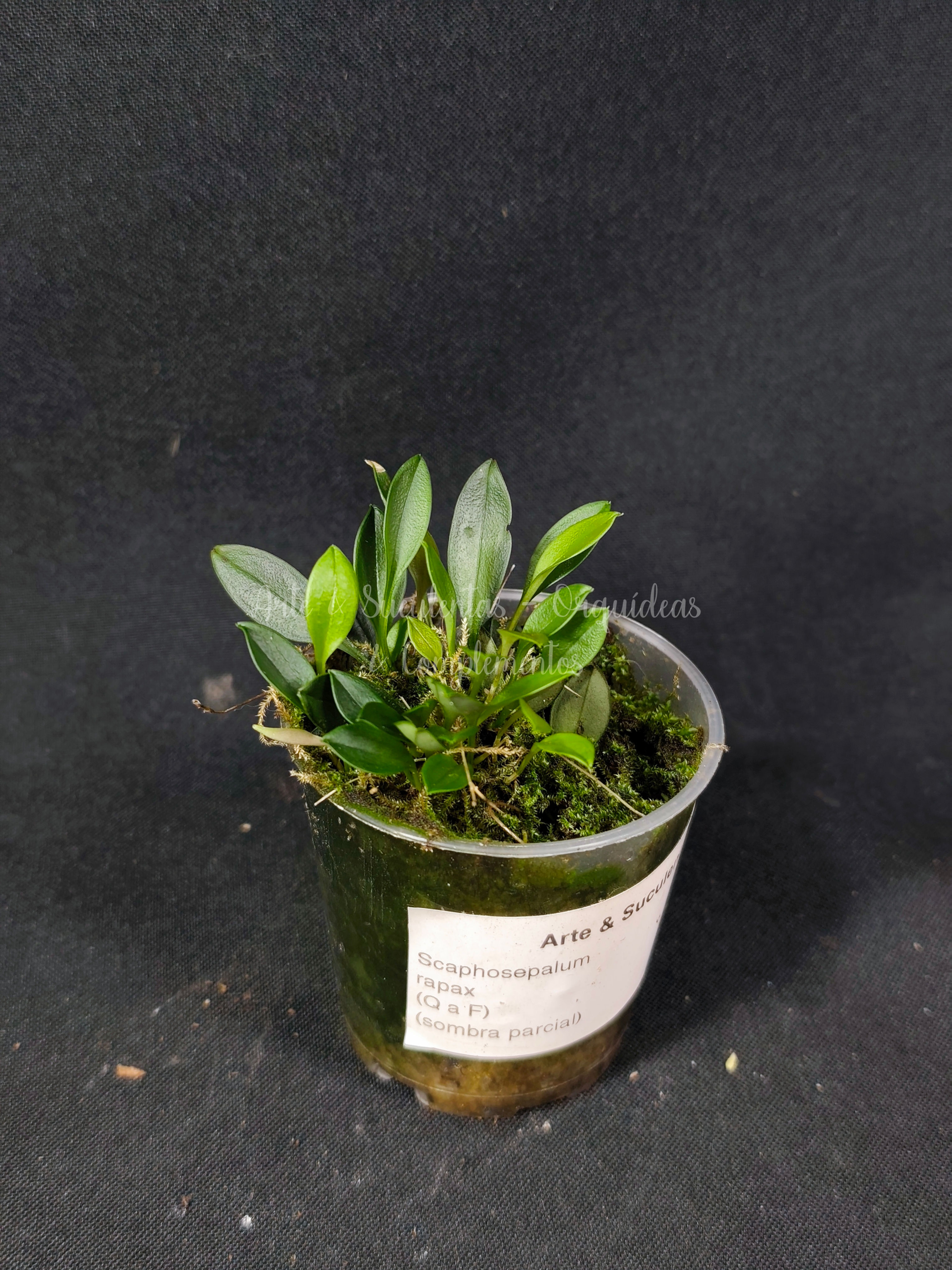 Scaphosepalum rapax