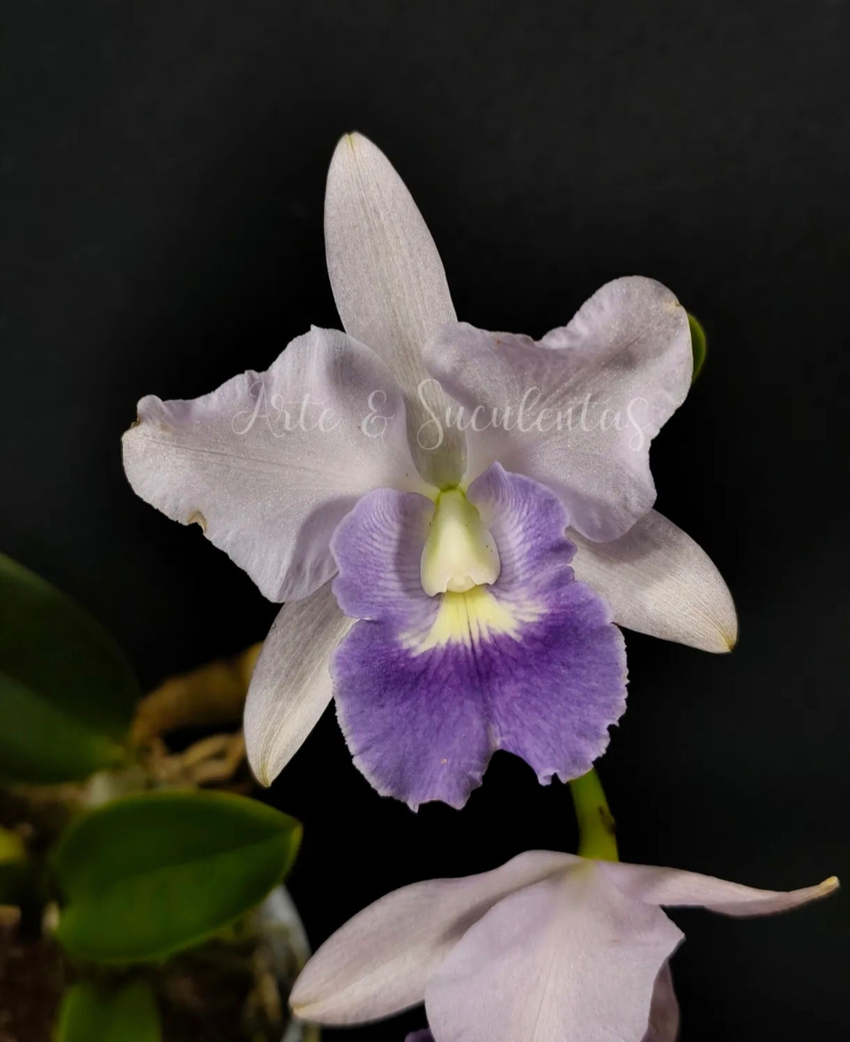 Cattlianthe Final Blue "Blue Baby"