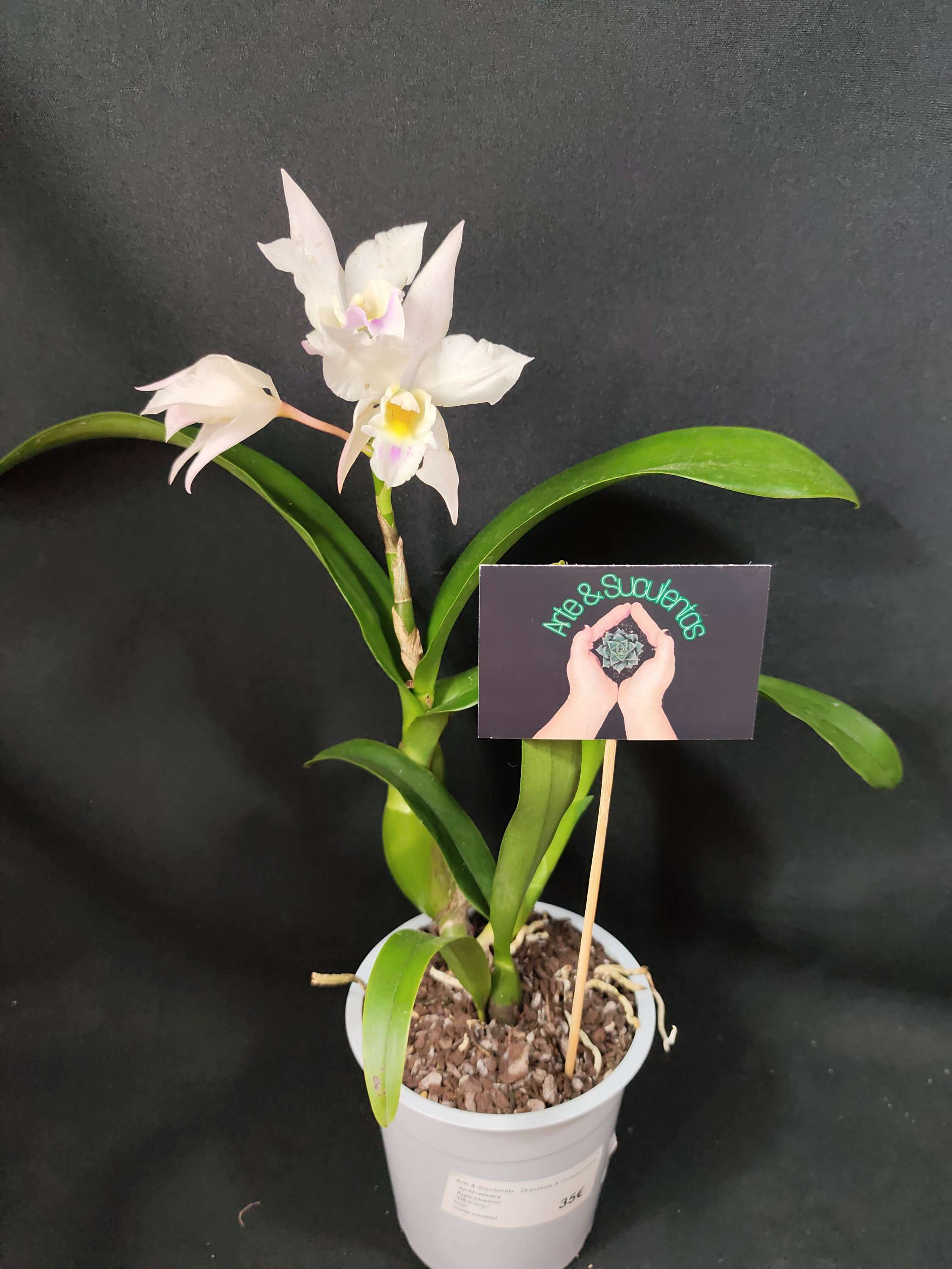 Jackfowlieara Appleblossum " Hihimanu"