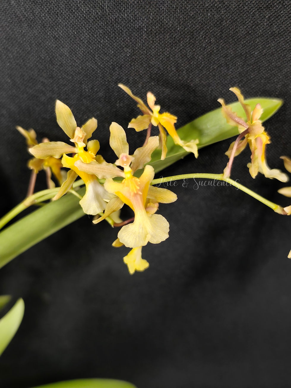 Oncidium sp.