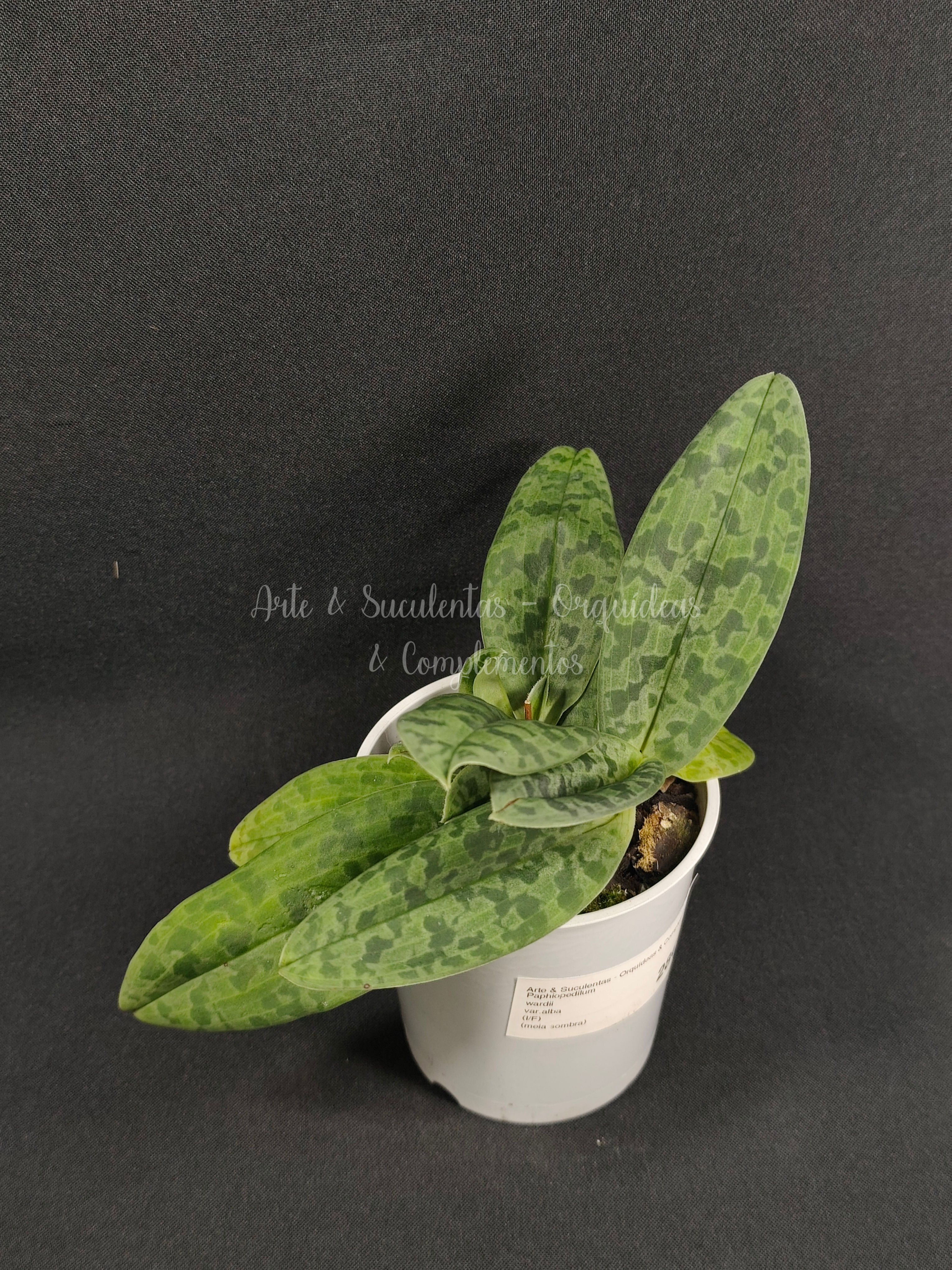 Paphiopedilum wardii var.alba