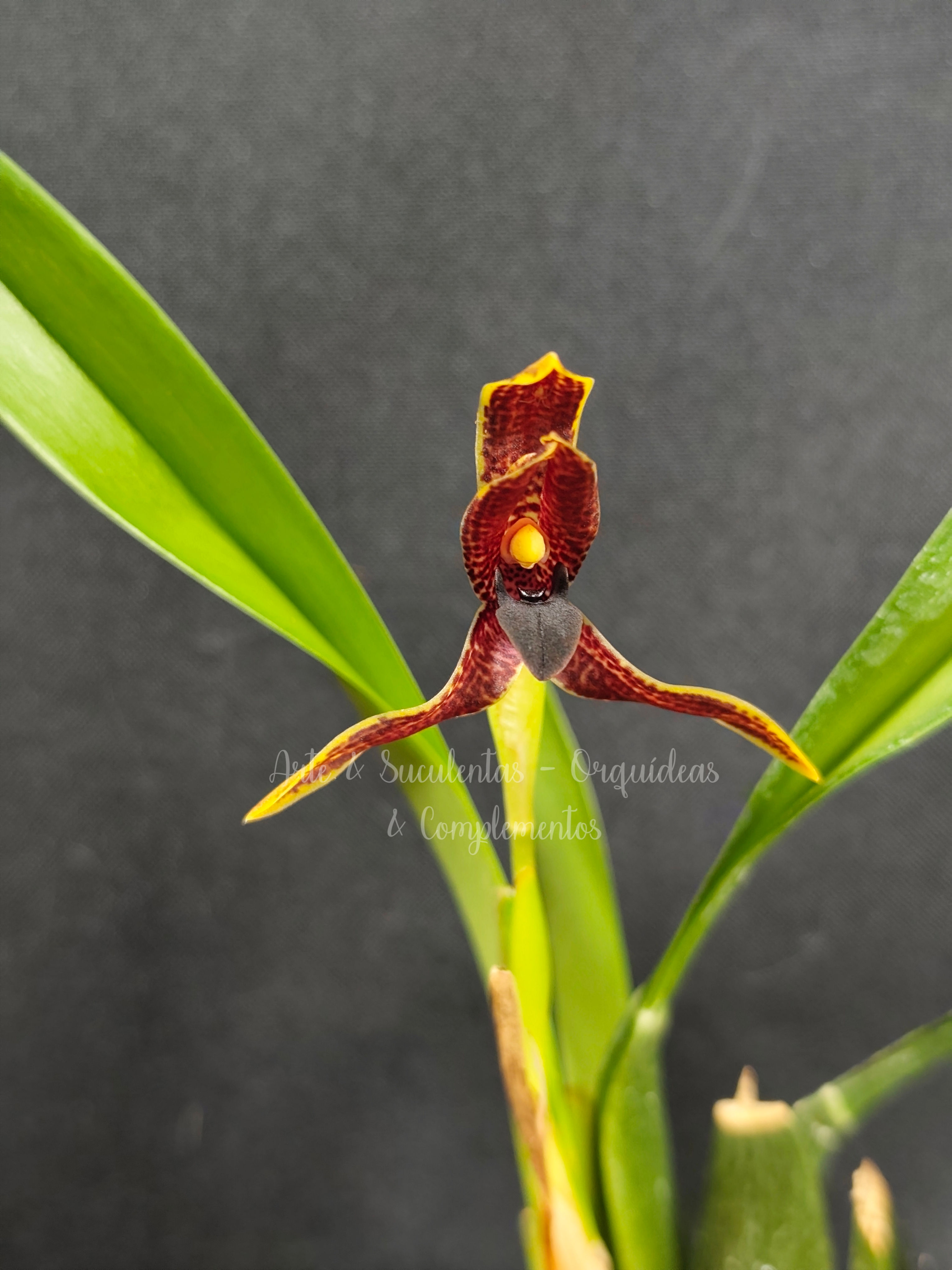 Maxillaria cucullata 