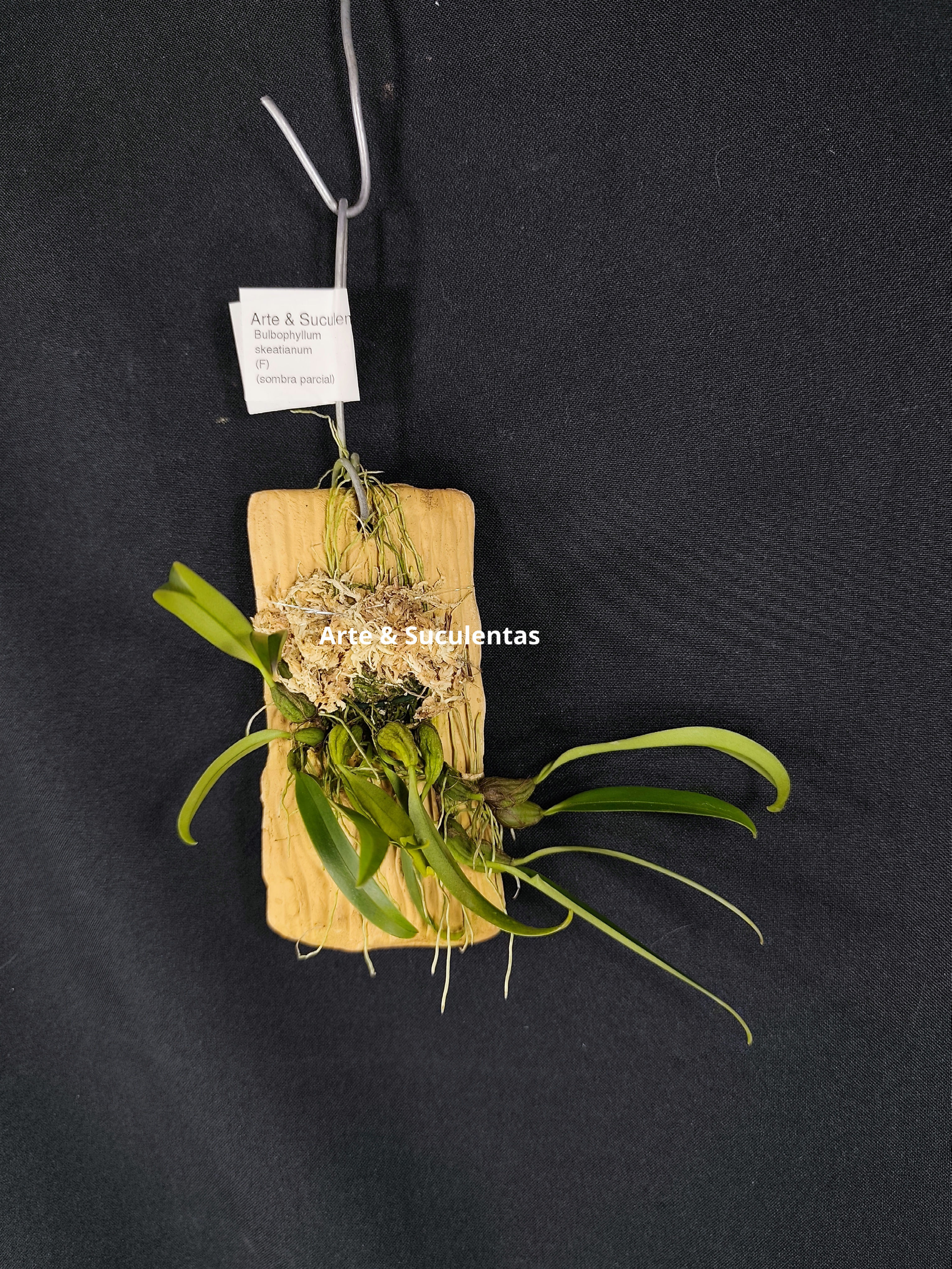 Bulbophyllum skeatianum