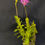 Thumbnail: Epidendrum Híbrido 