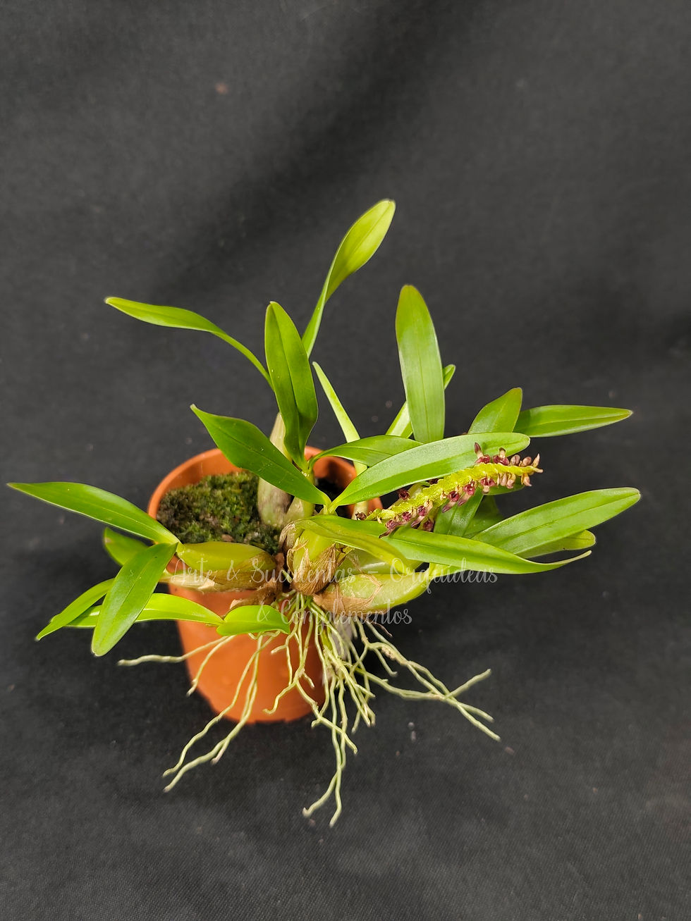 Bulbophyllum falcatum var. velutinum