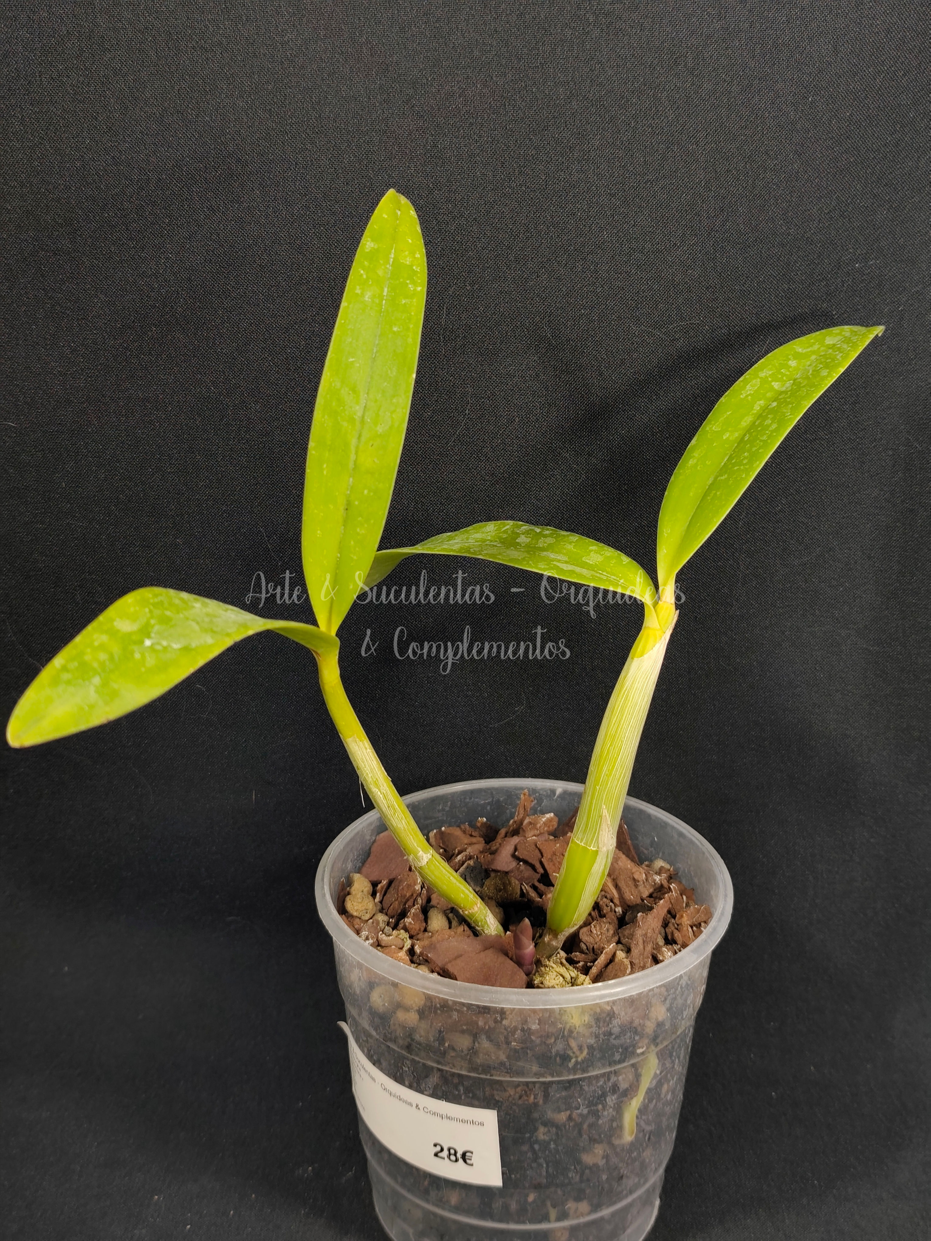 Schomburgkia thompsoniana x Cattleya Penny Kuroda