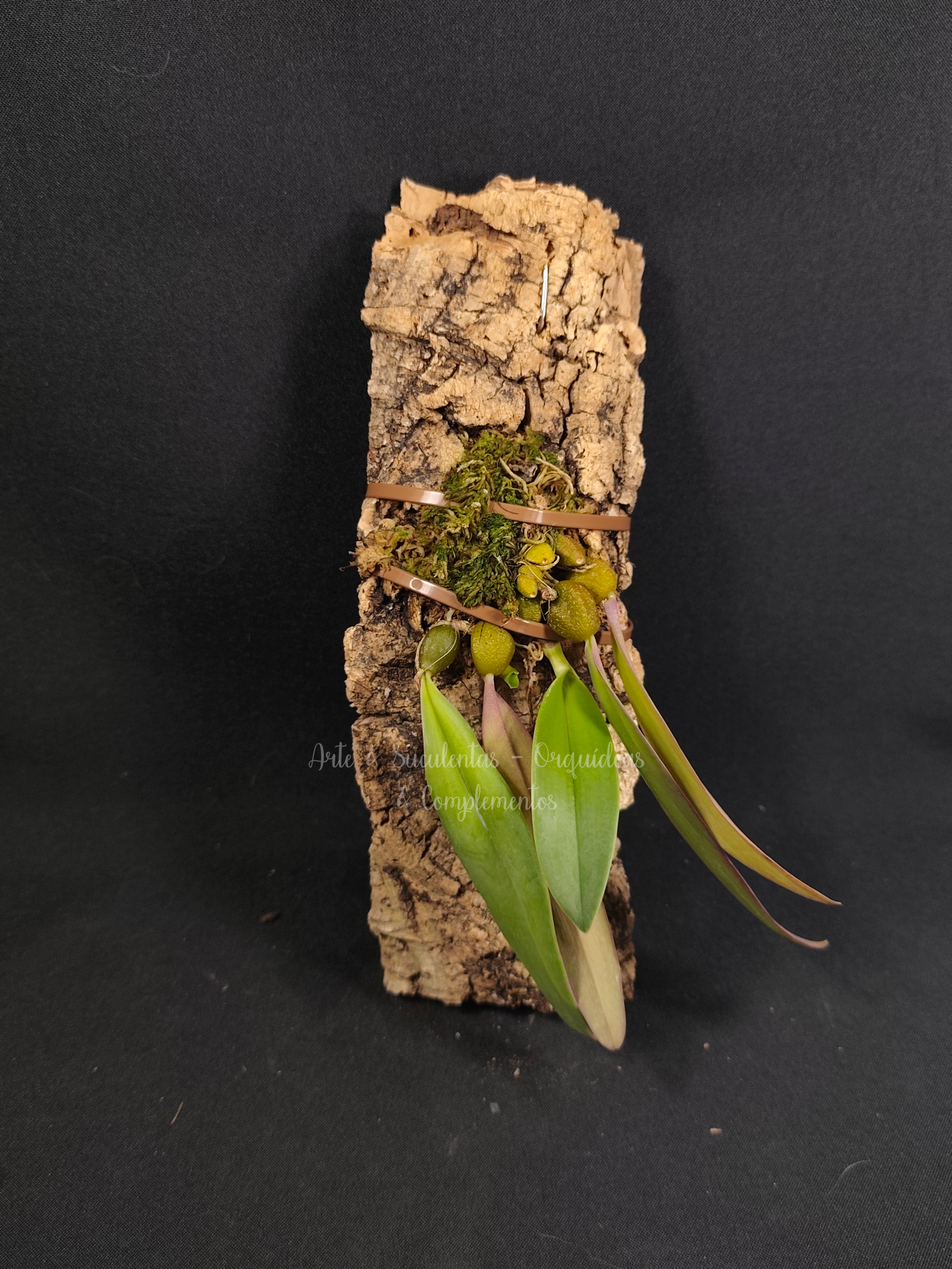 Bulbophyllum phalaenopsis
