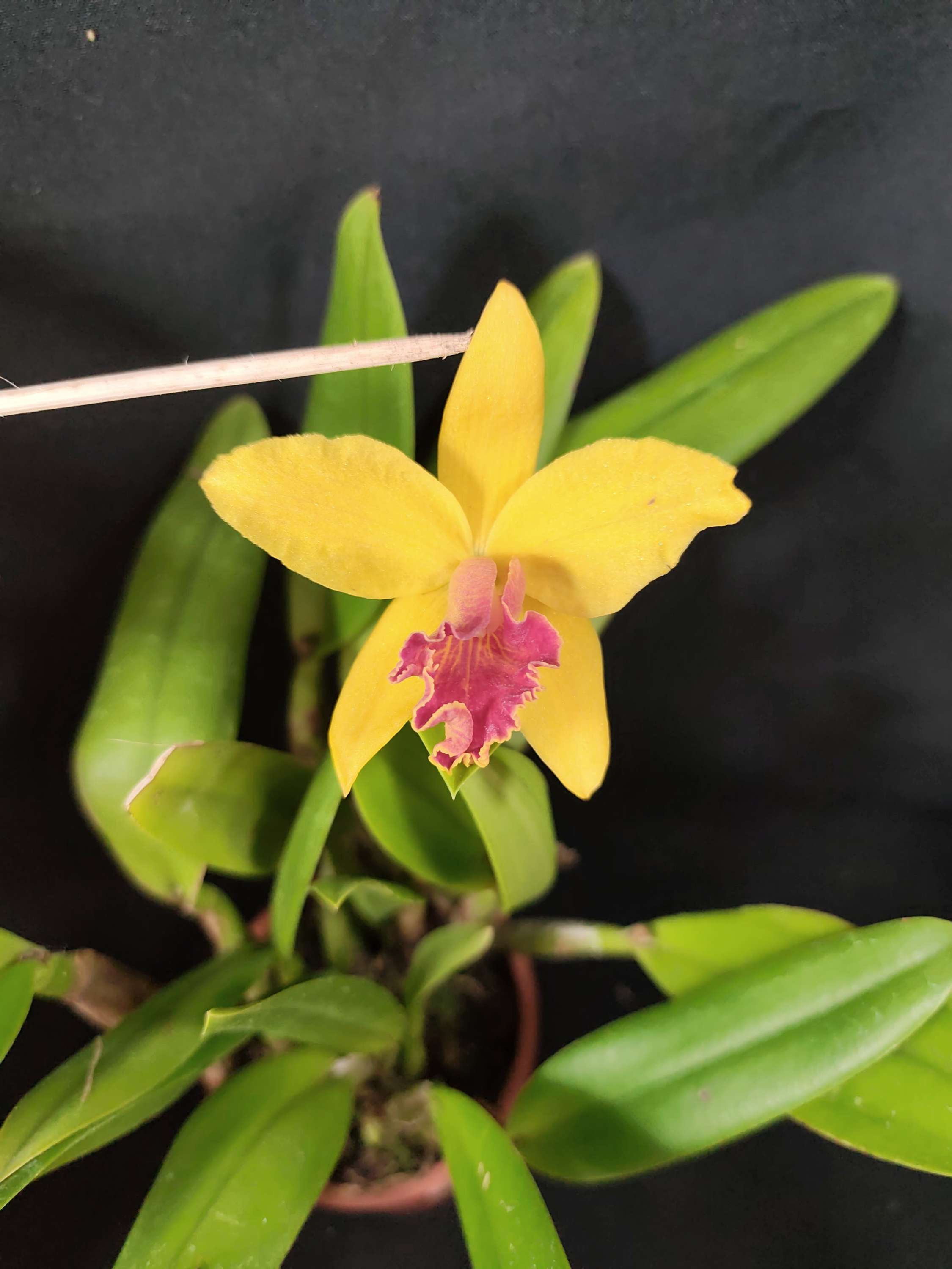 Cattleya híbrida #22