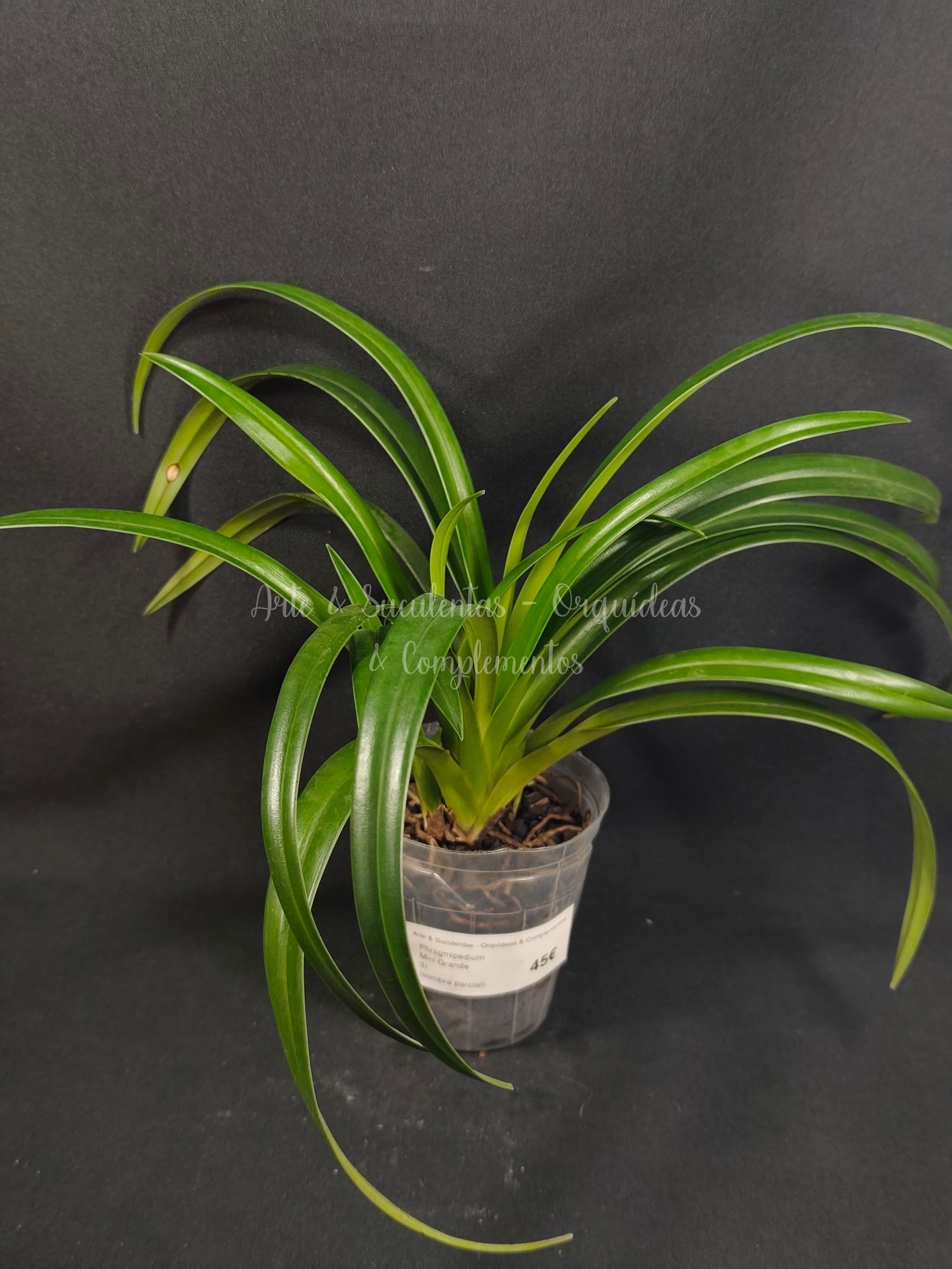 Phragmipedium Mini Grande