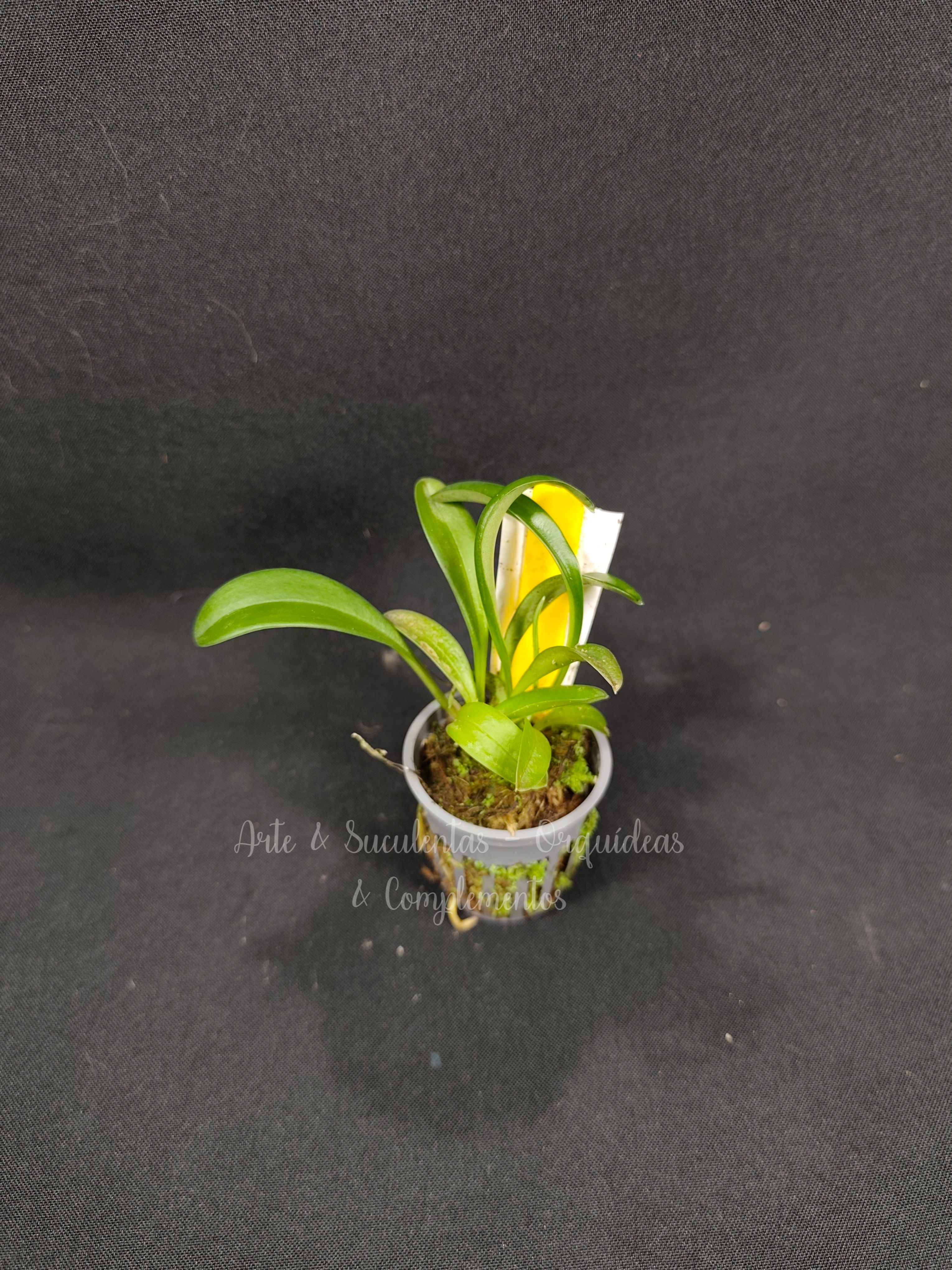 Masdevallia x cassiope