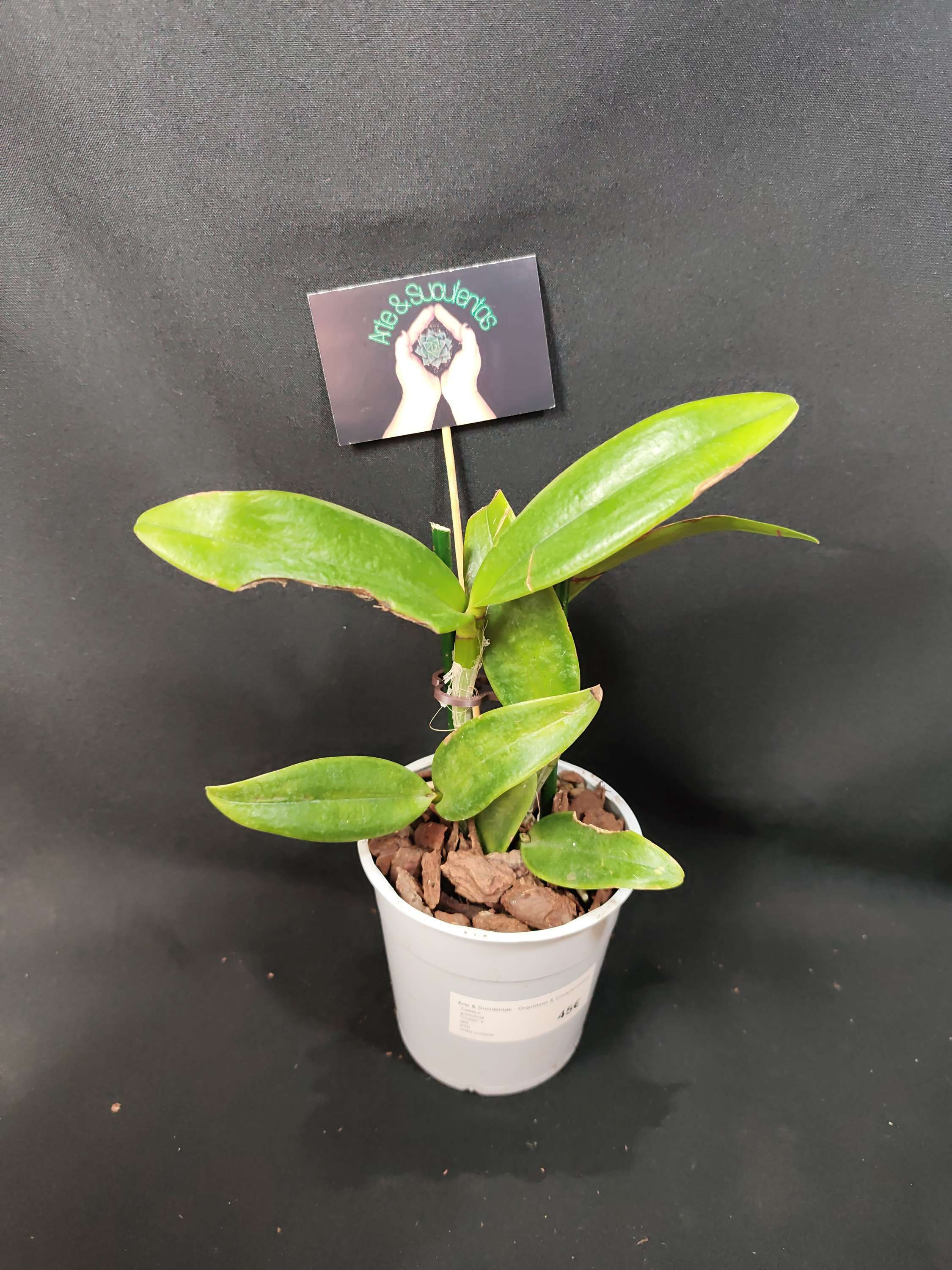 Cattleya granulosa "Colibri " x self