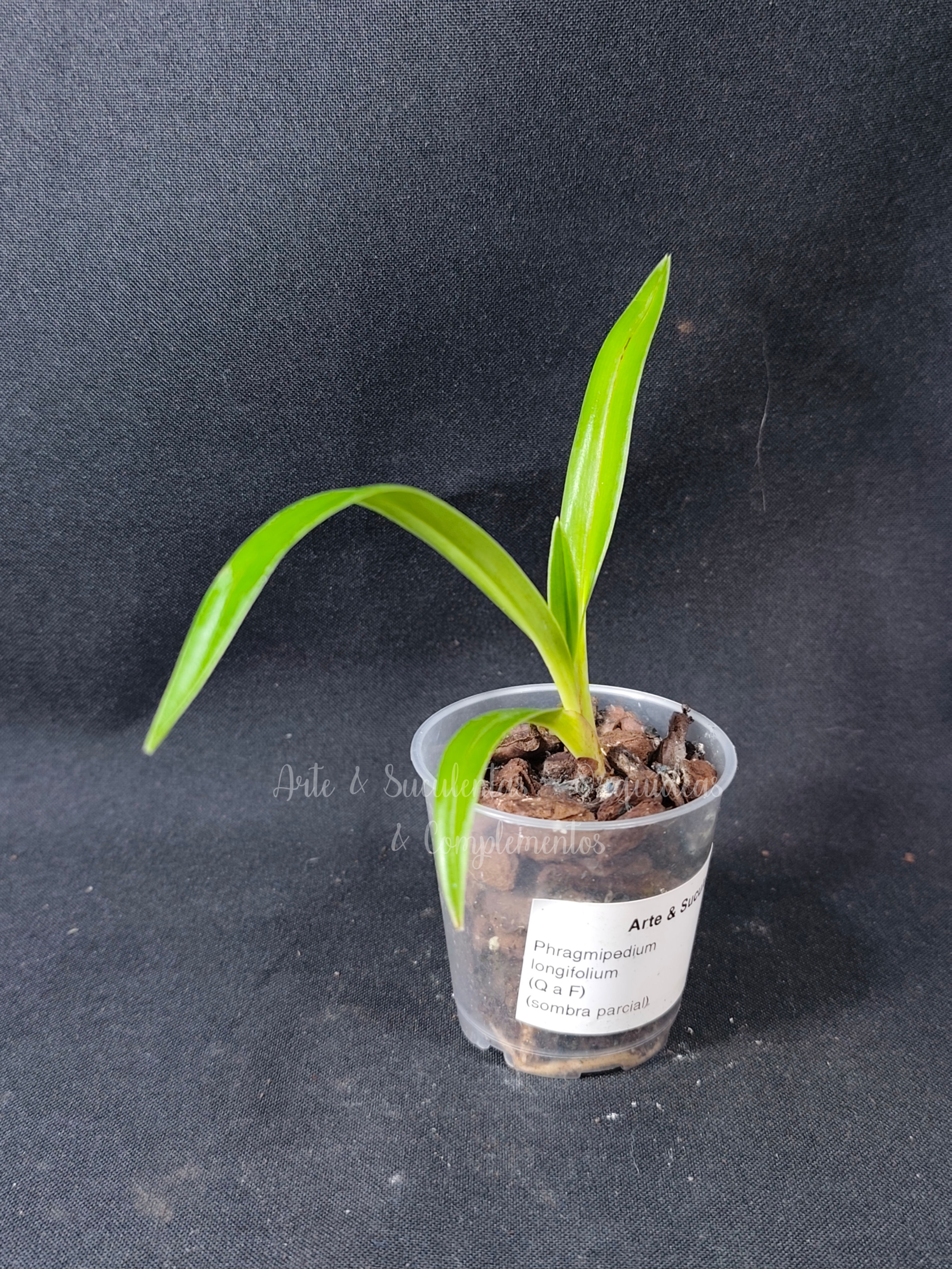 Phragmipedium longifolium