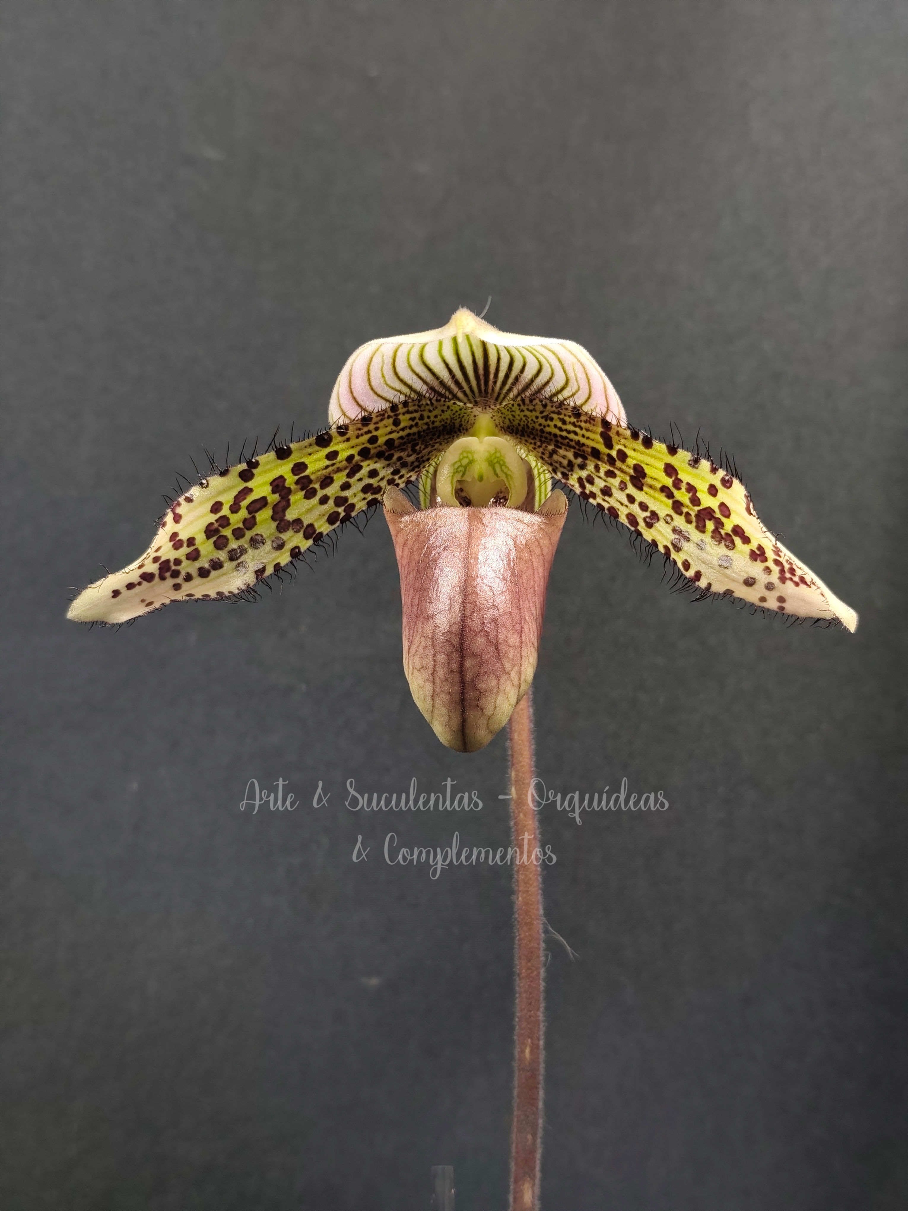 Paphiopedilum sp.