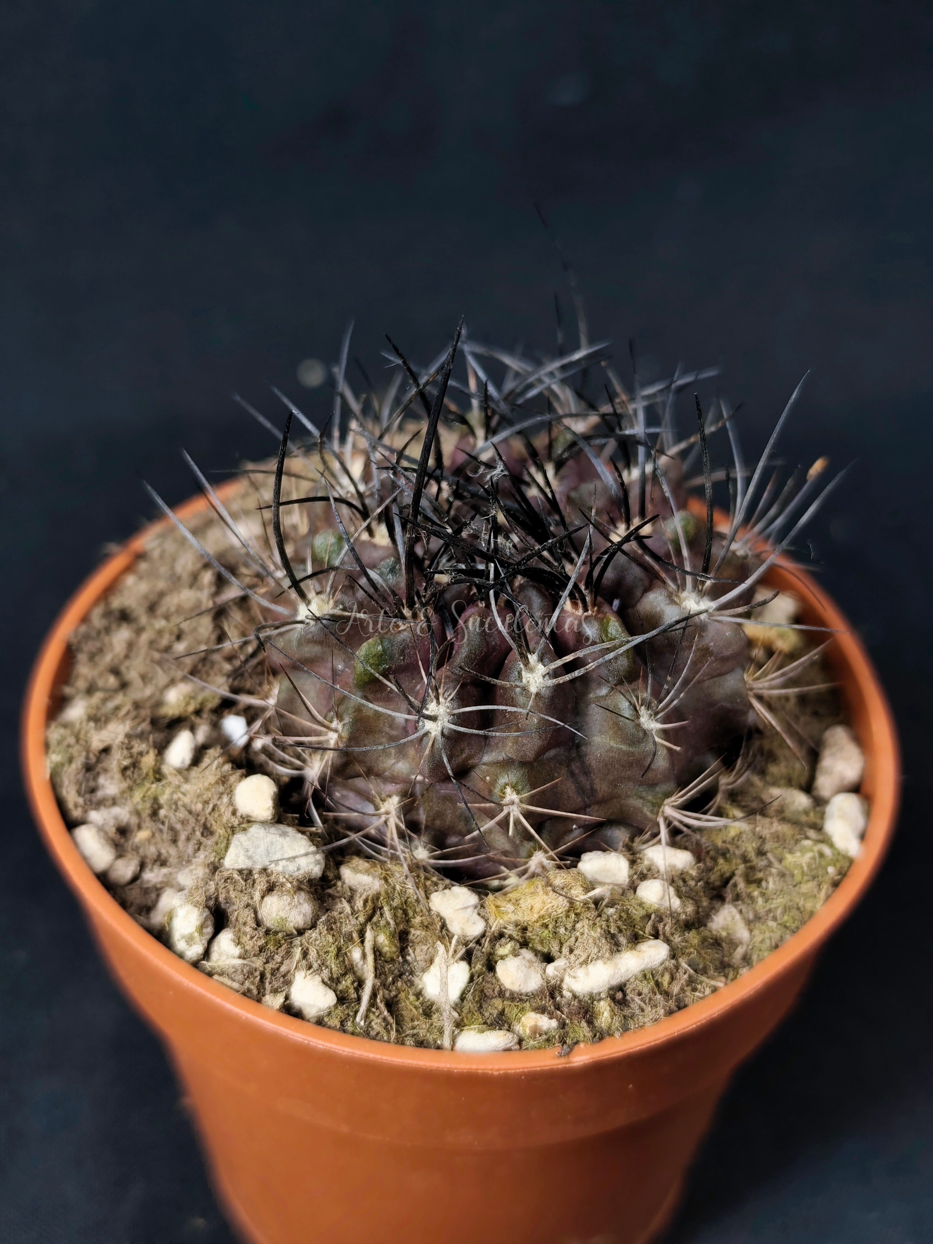 Neoporteria cachytaensis