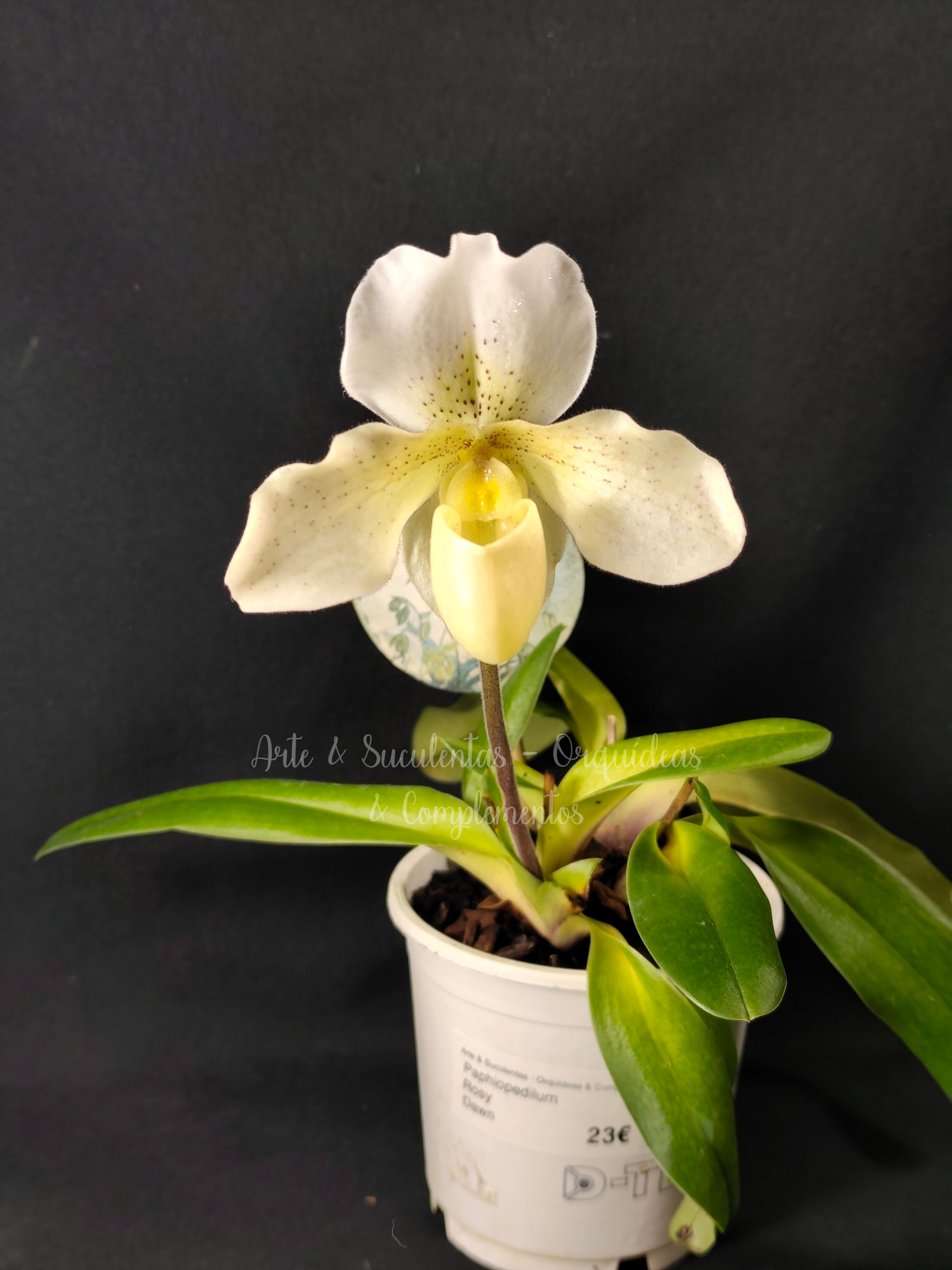 Paphiopedilum Rosy Dawn