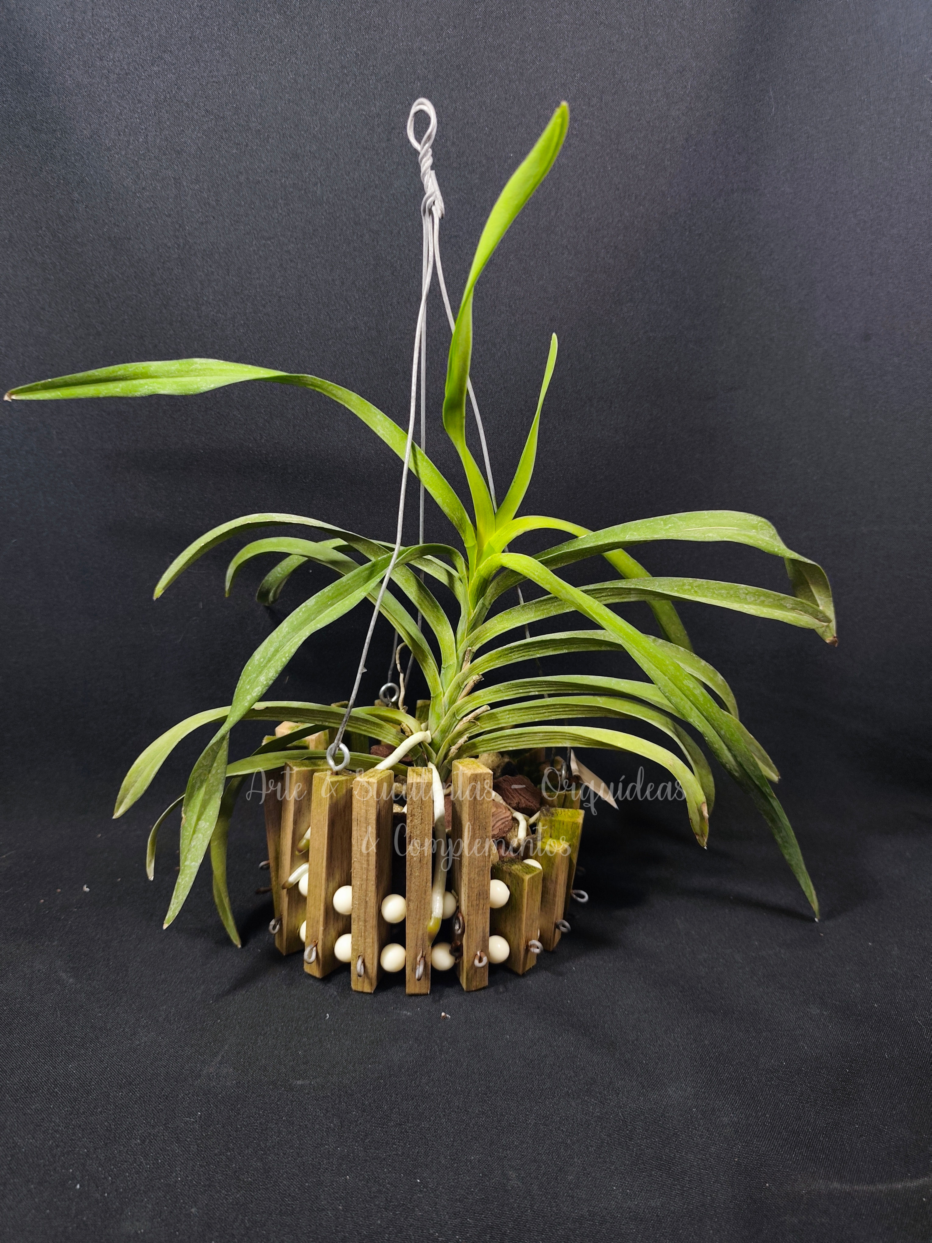 Vanda falcata x Vanda denisoniana
