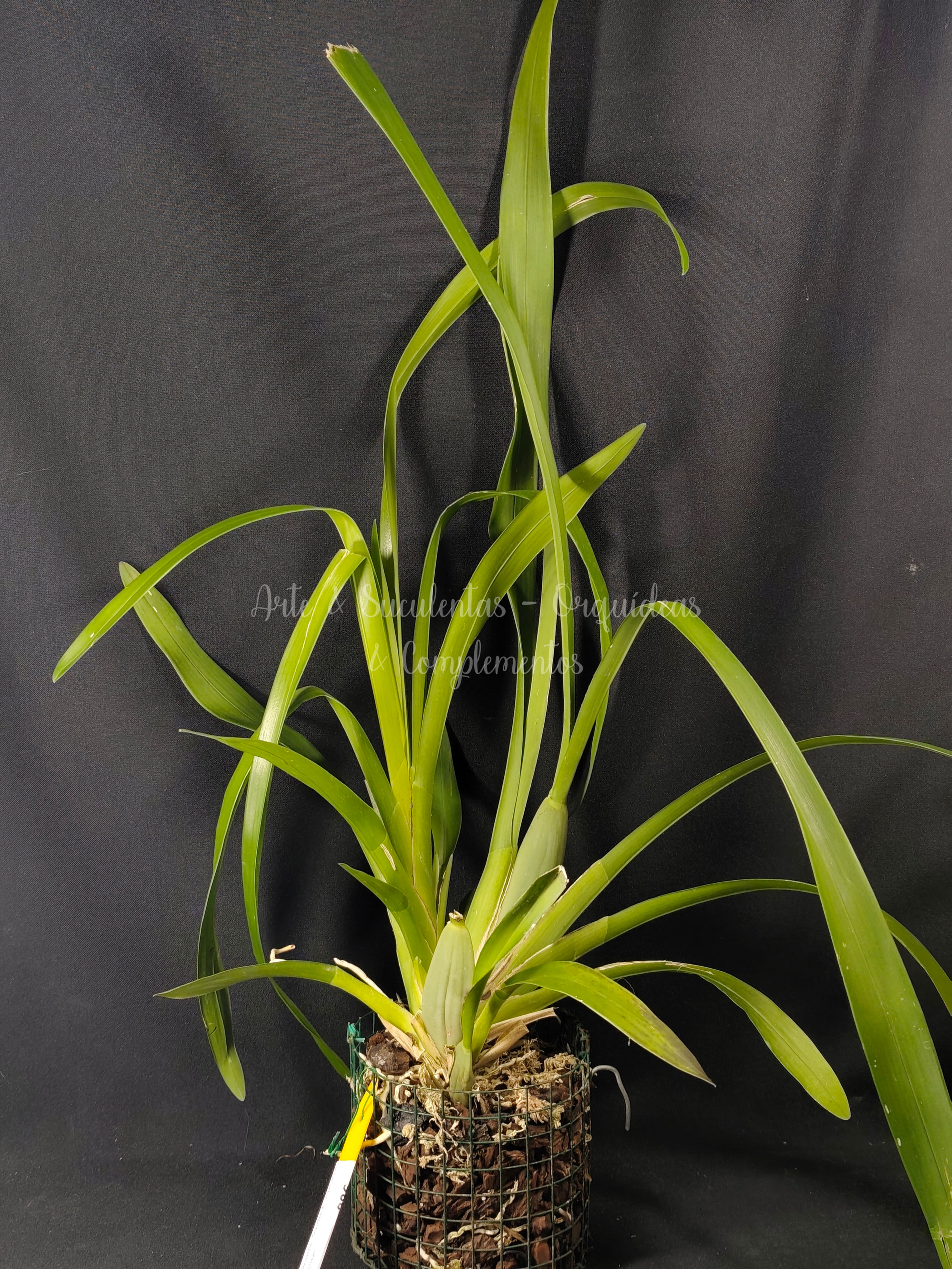 Cyrtochilum funis 