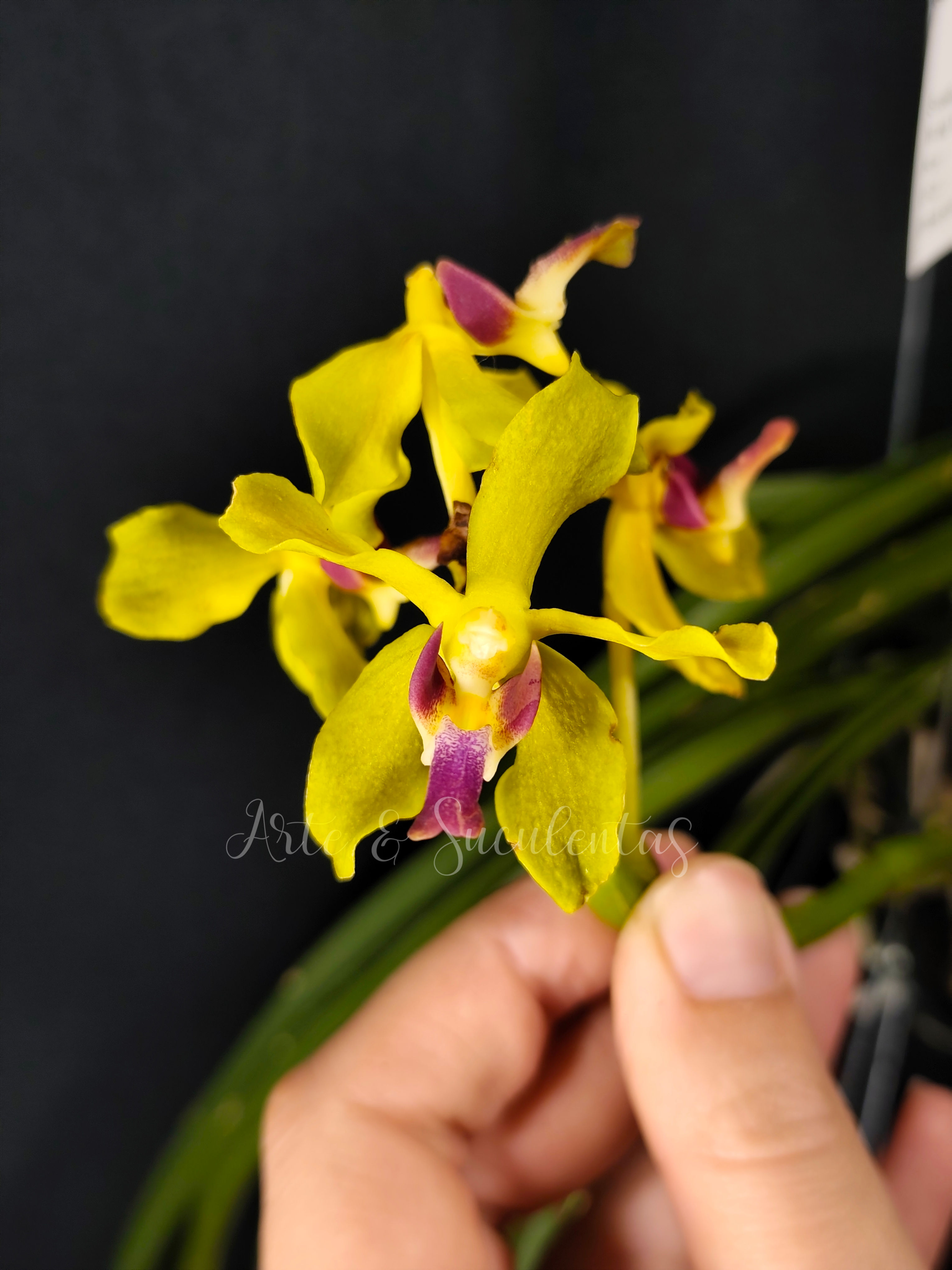 Sweetara Wong Yit Hoe  (SEM FLOR)