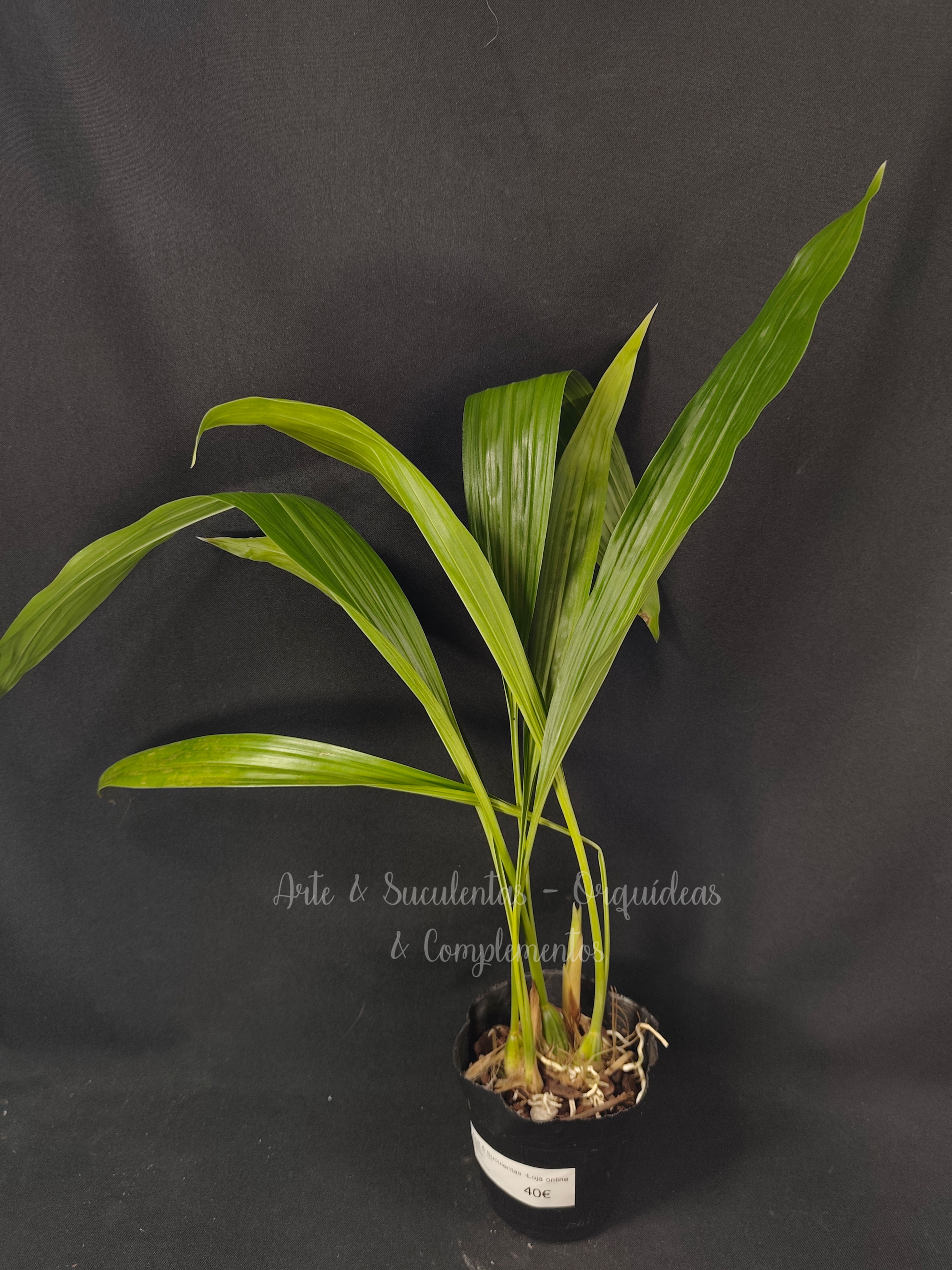 Acemannia Linear Spots x Stanhopea embreei