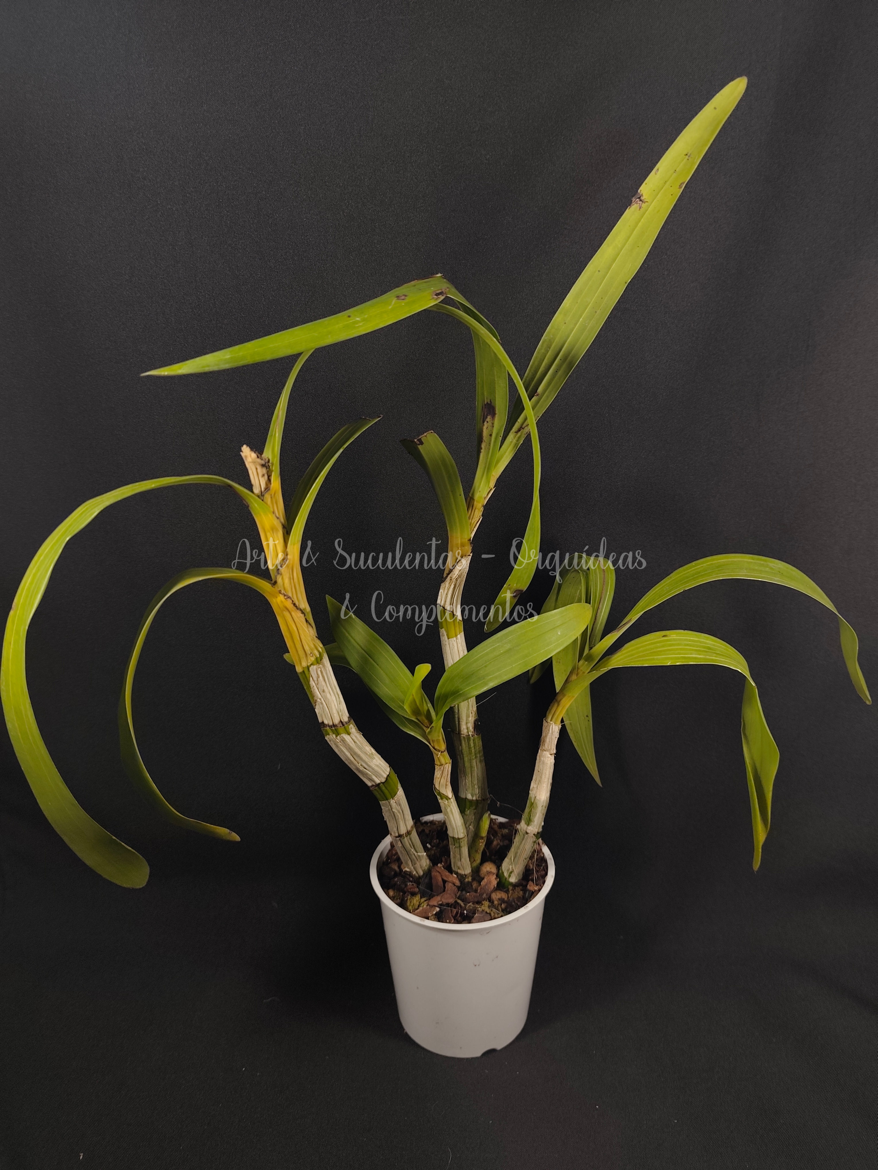 Anselia africana