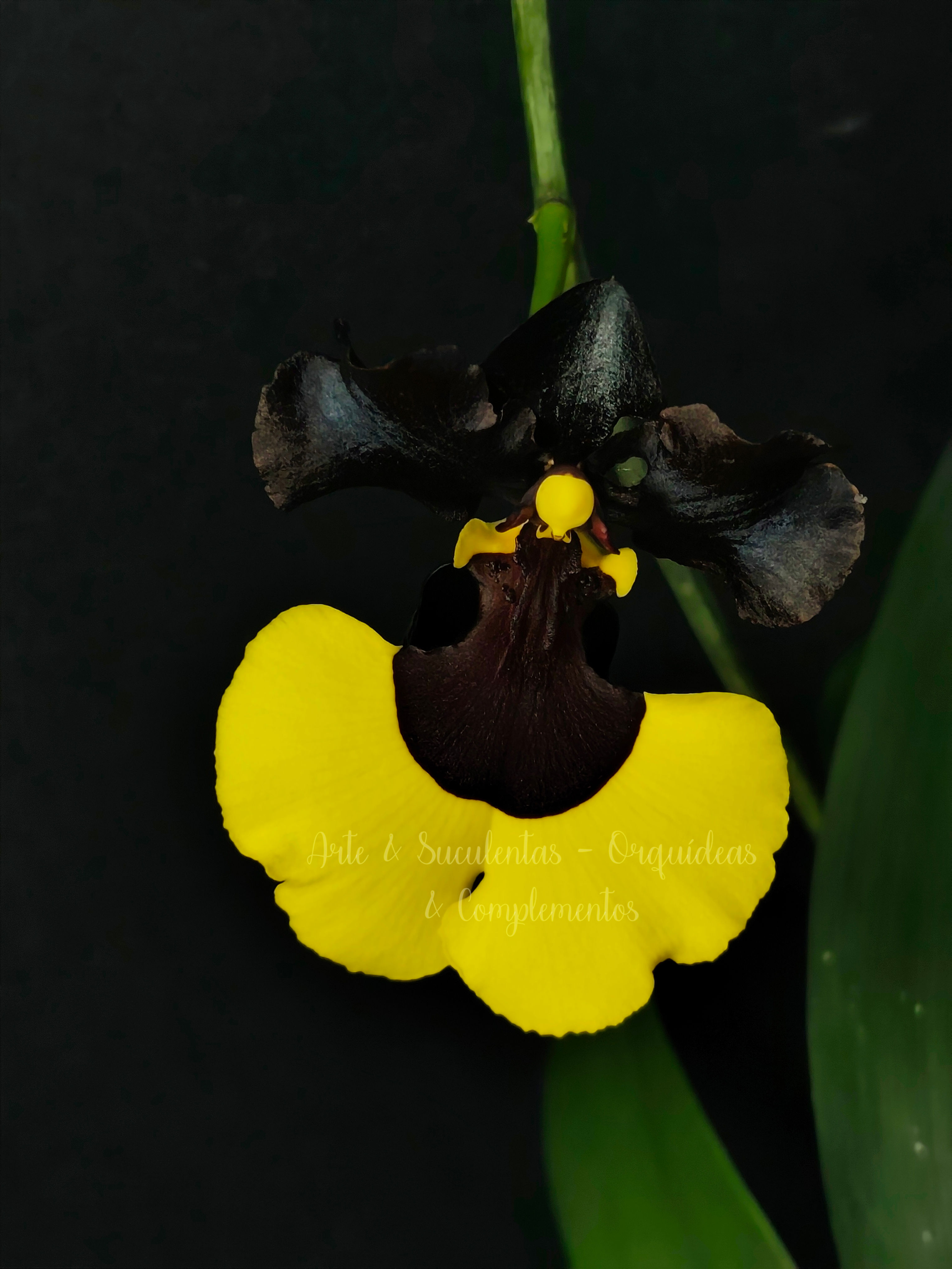 Gomesa Jiaho Queen syn Oncidium Sabine Mayer (sem flor em vaso)