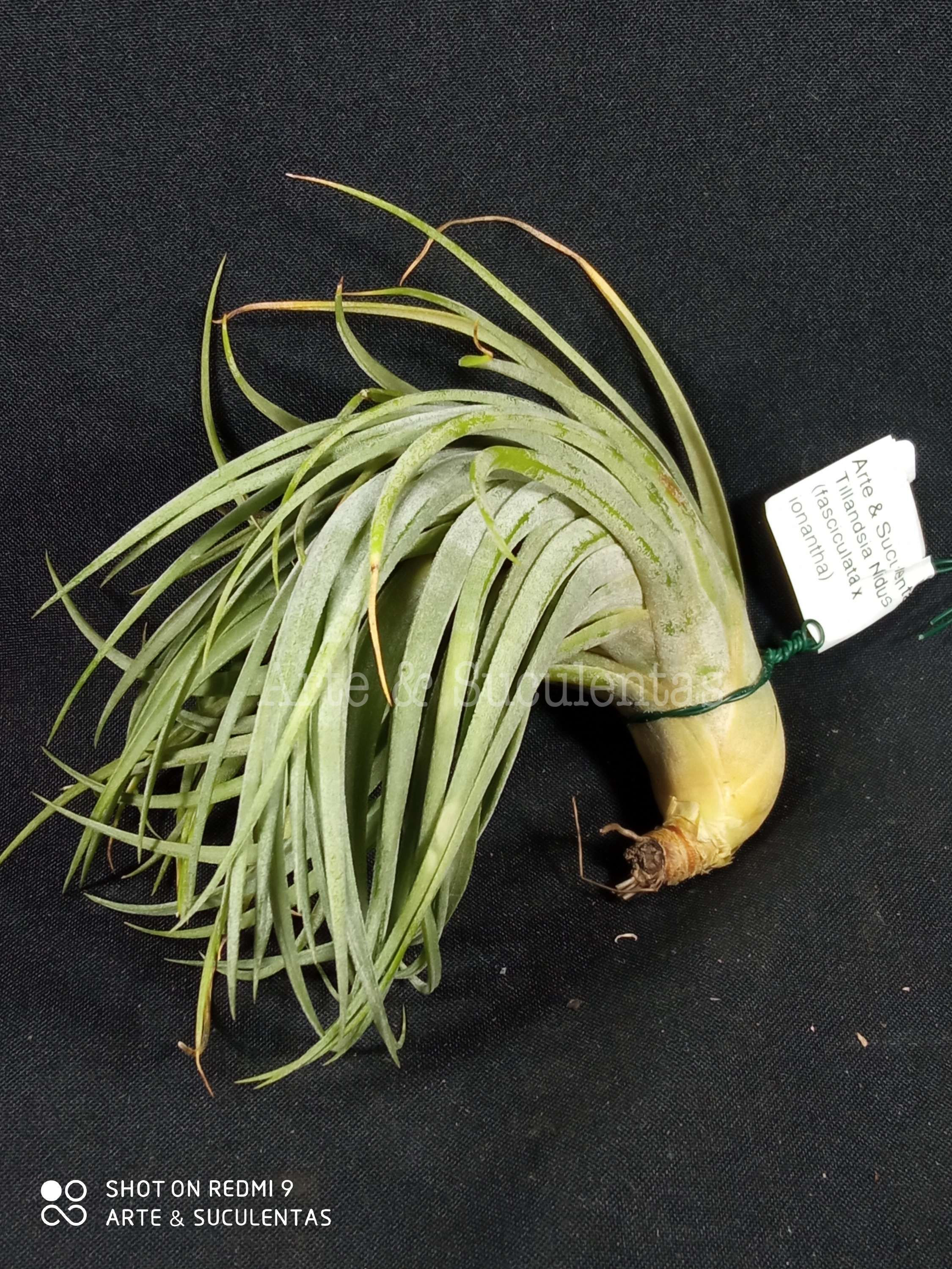 Tillandsia Nidus (fasciculata x ionantha)