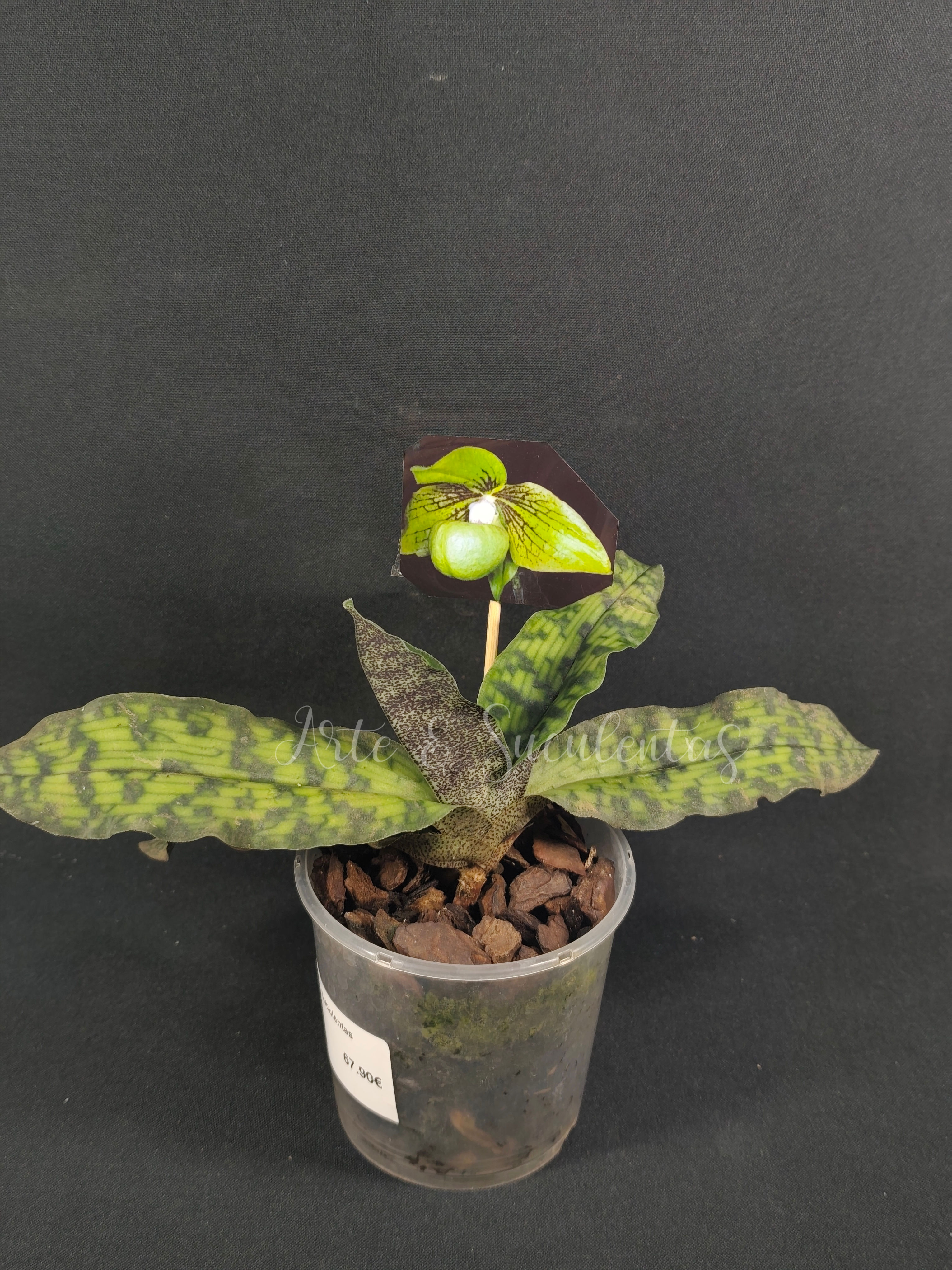 Paphiopedilum jackii