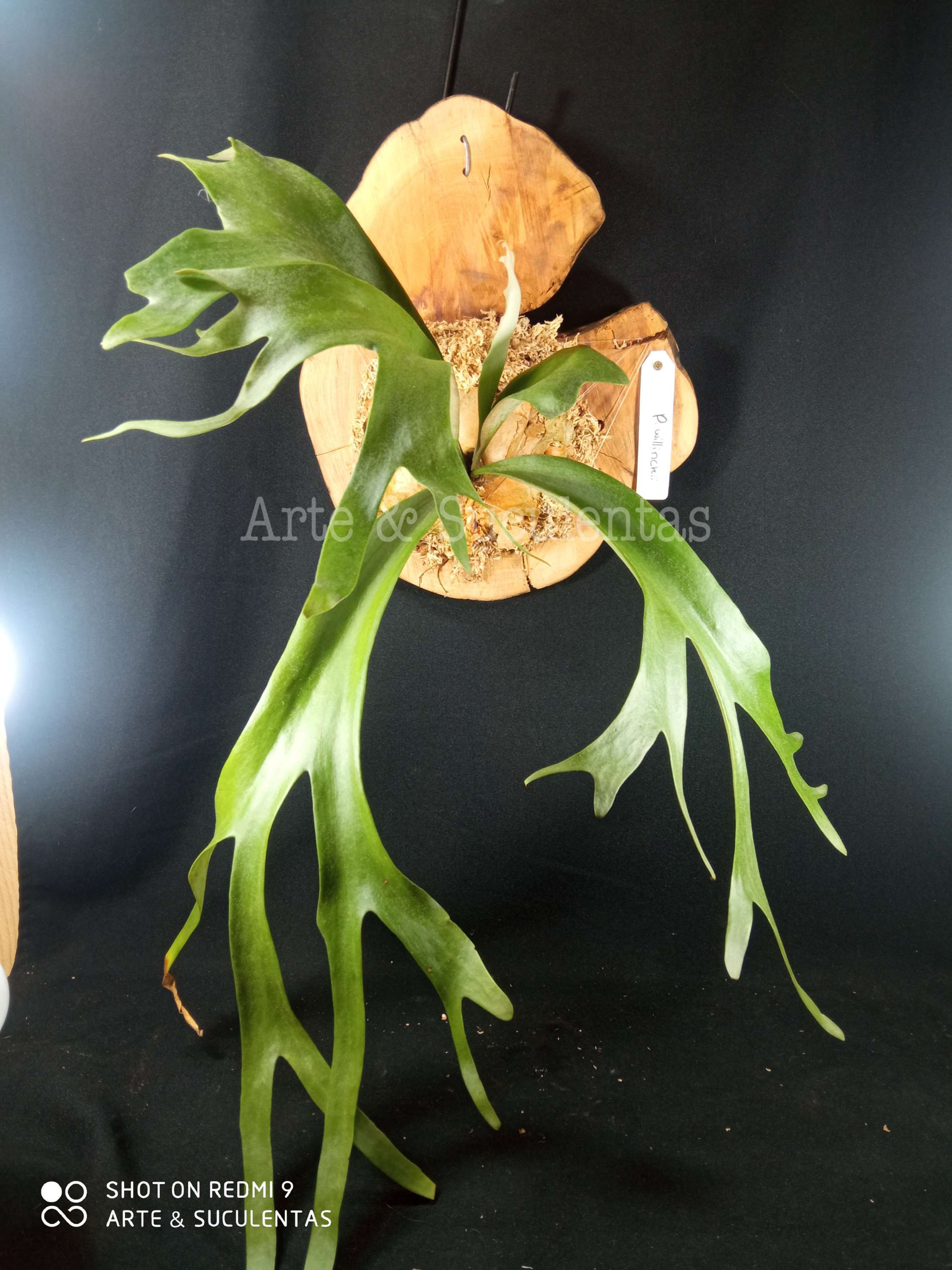 Platycerium Willinckii 