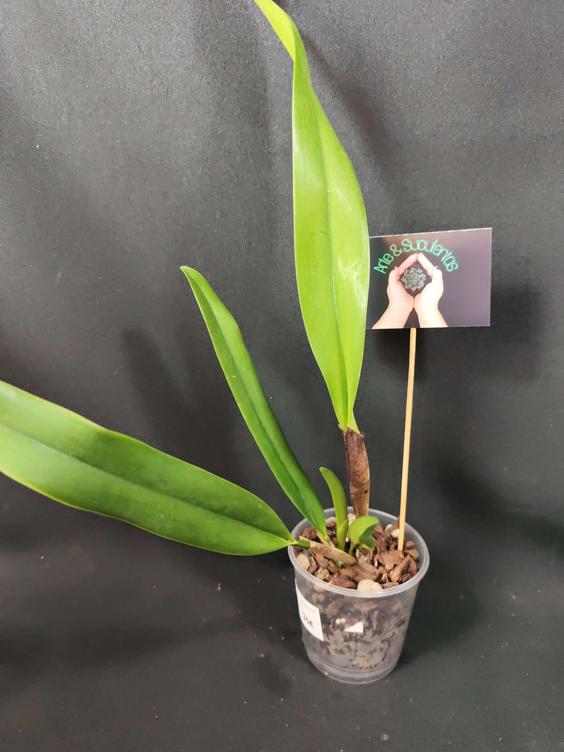 Catteya Arcadio Arosemena