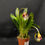 Miniatura: Masdevallia schroederiana 
