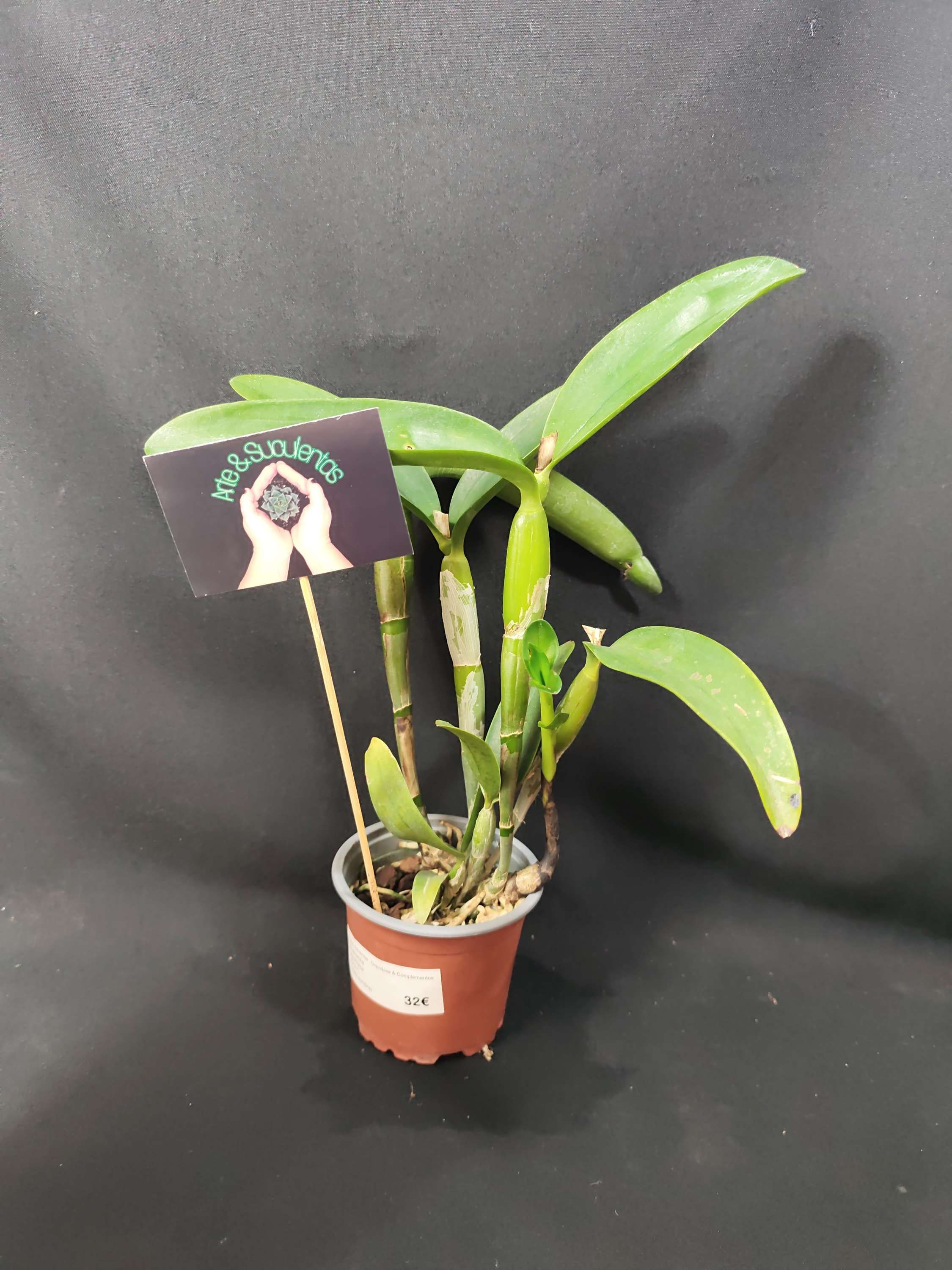 Guarianthe aurantiaca