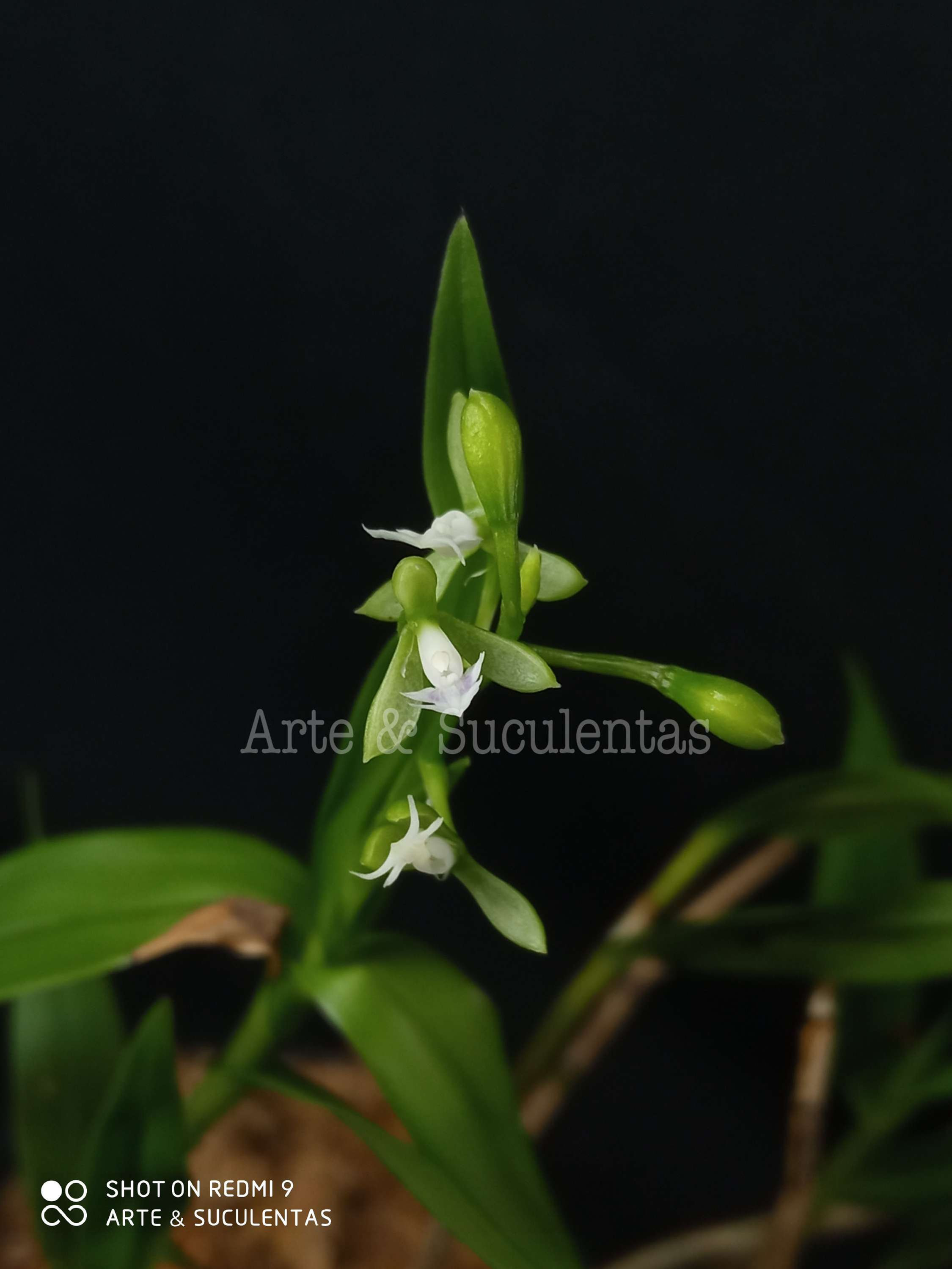Epidendrum aguirrei