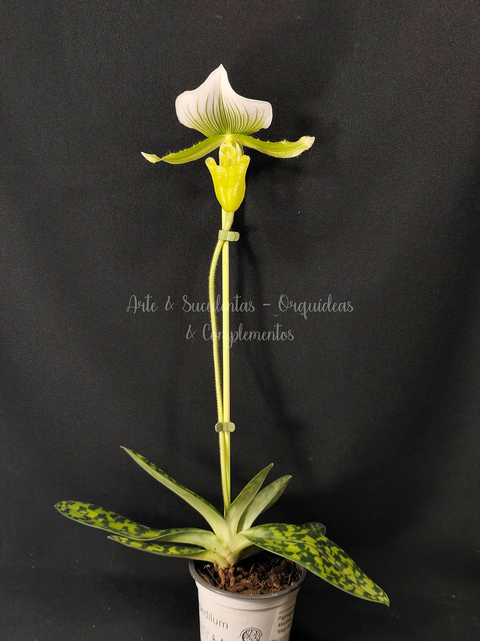 Paphiopedilum Maudiae " Magnificum"