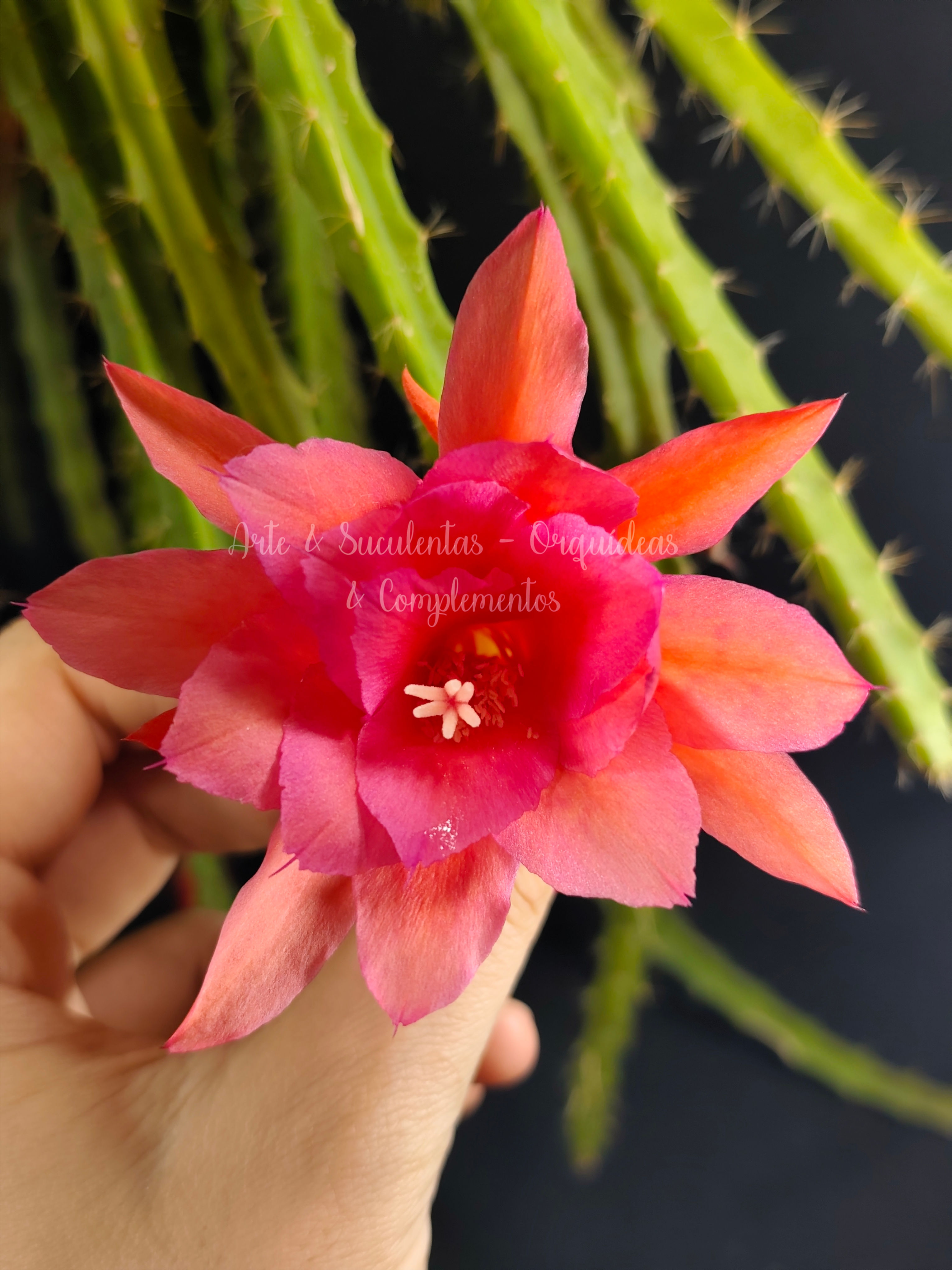 Selenicereus híbrido (sem flor)