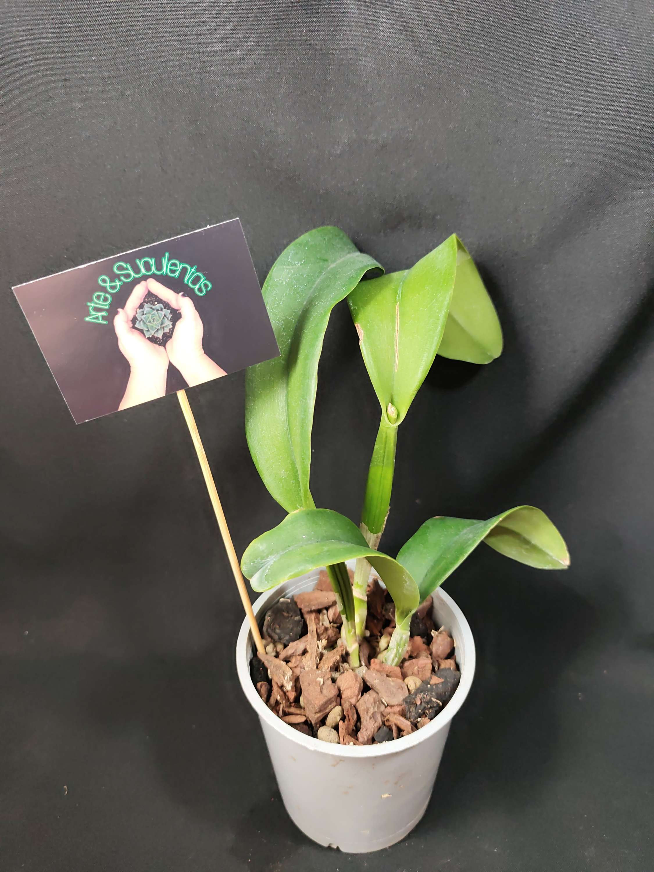 Cattleya Patricio Almeida