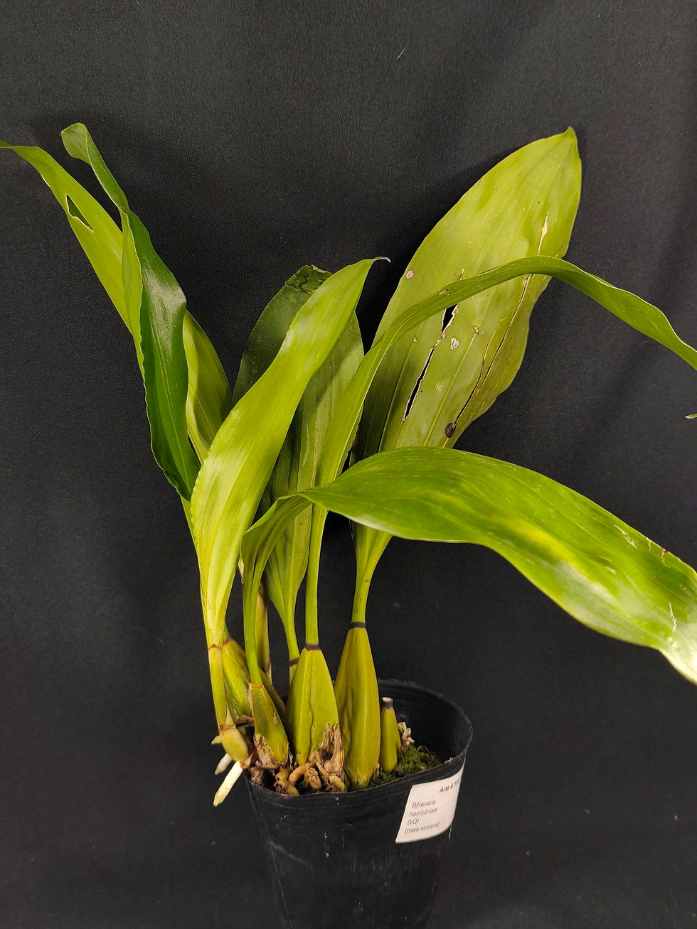 Bifrenaria harrisoniae