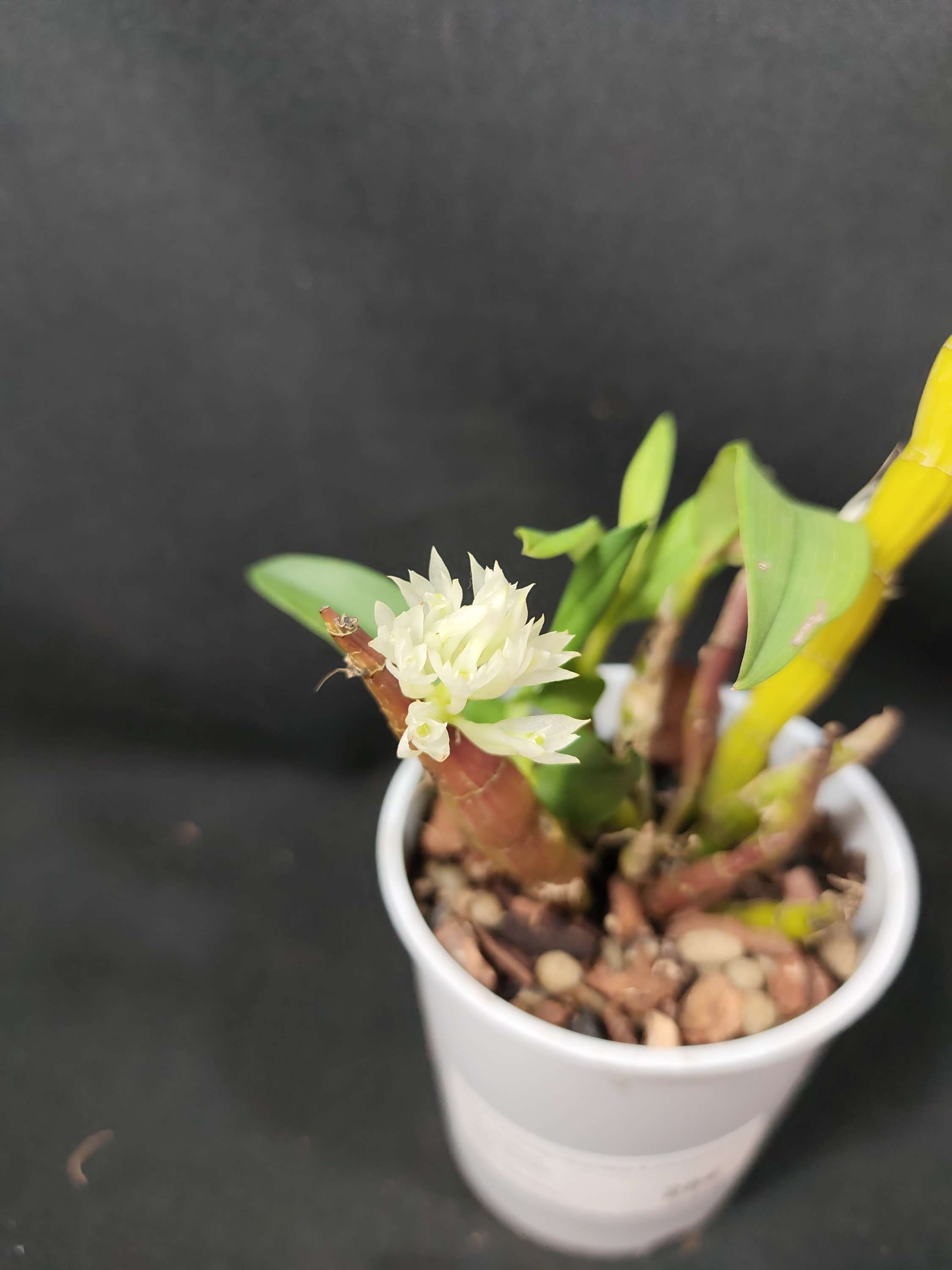 Dendrobium capituliflorum