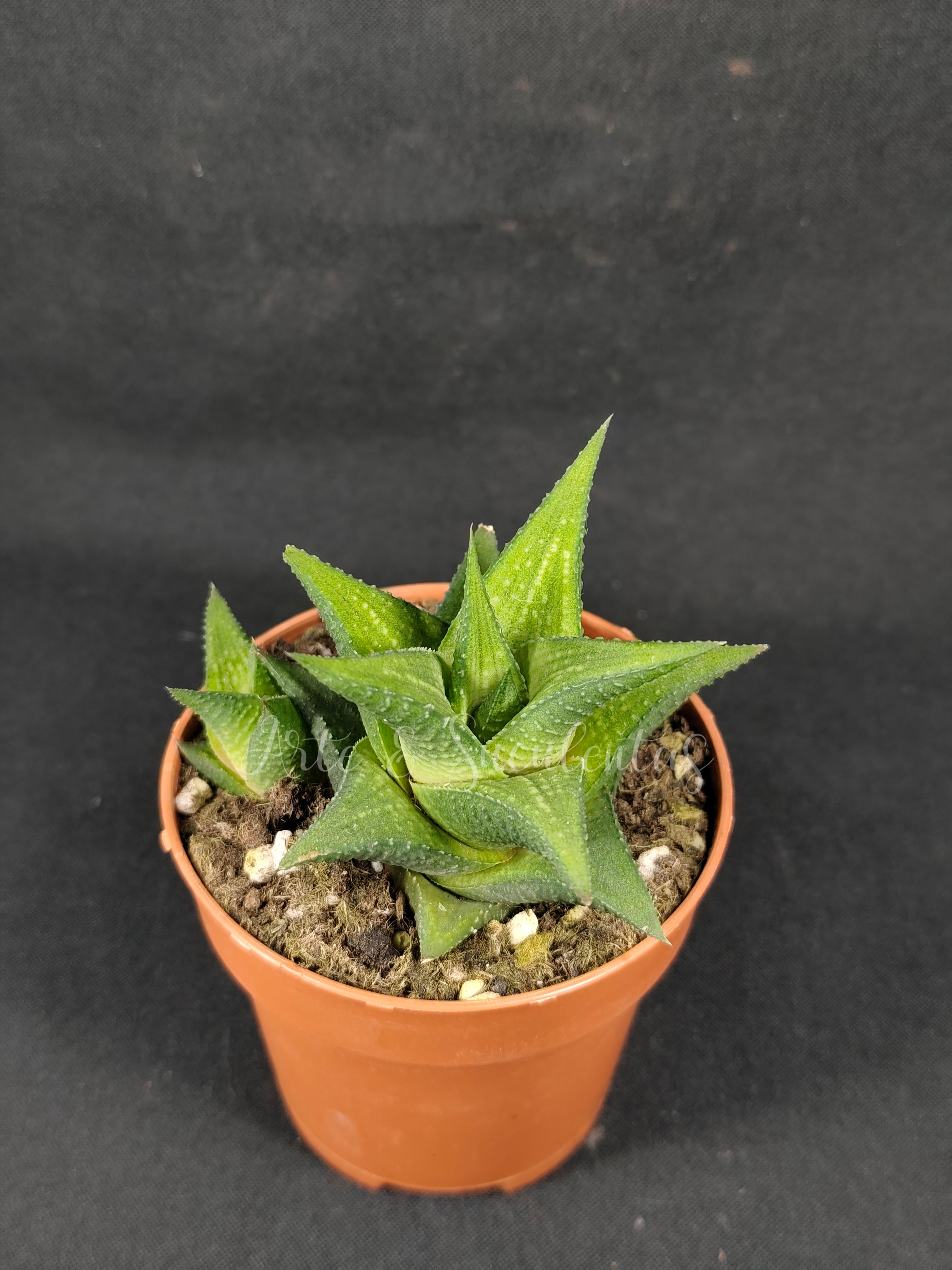 Haworthia andromeda