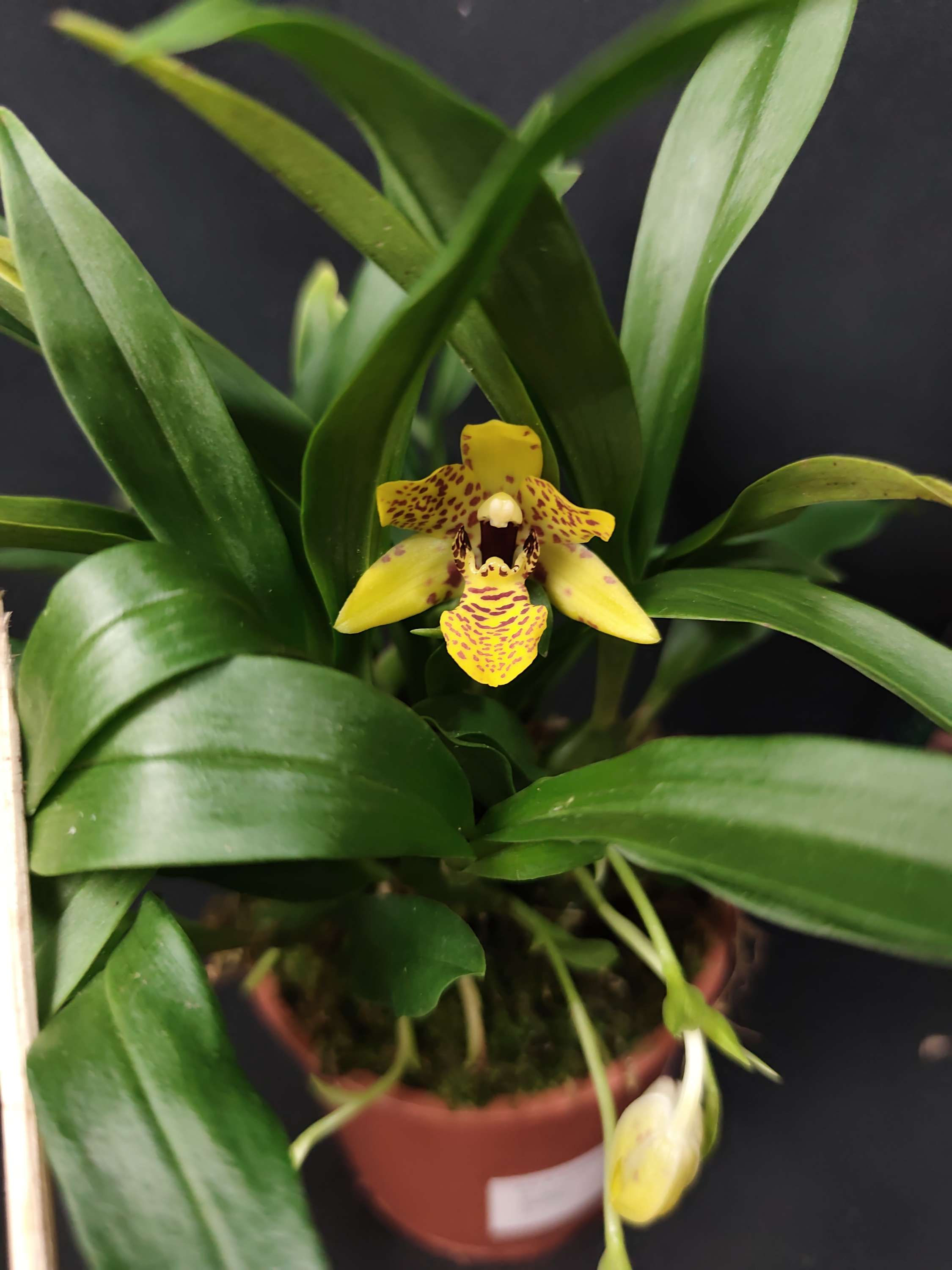 Promenaea Sunlight Trilabelo