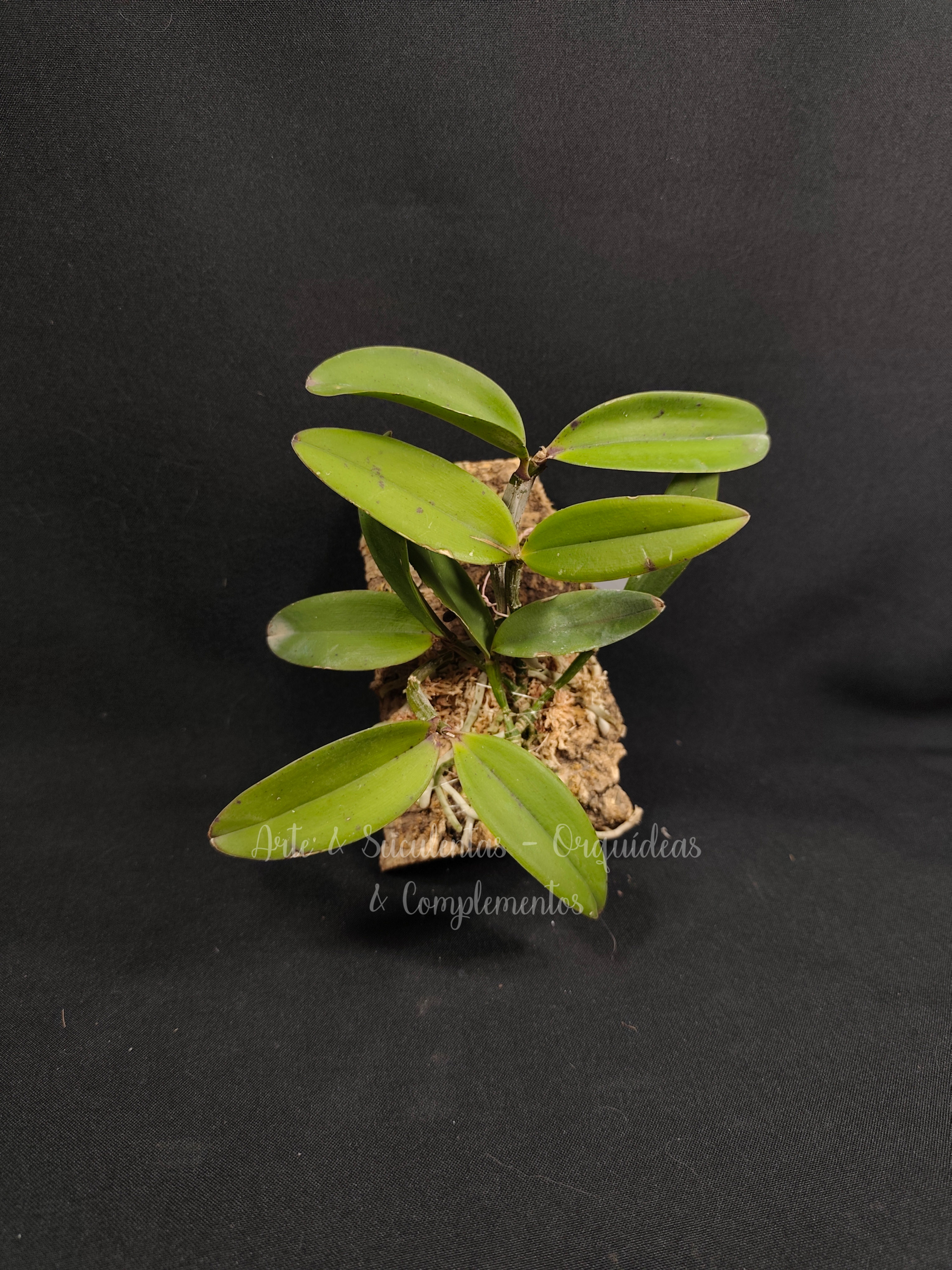 Cattleya Peckaviensis