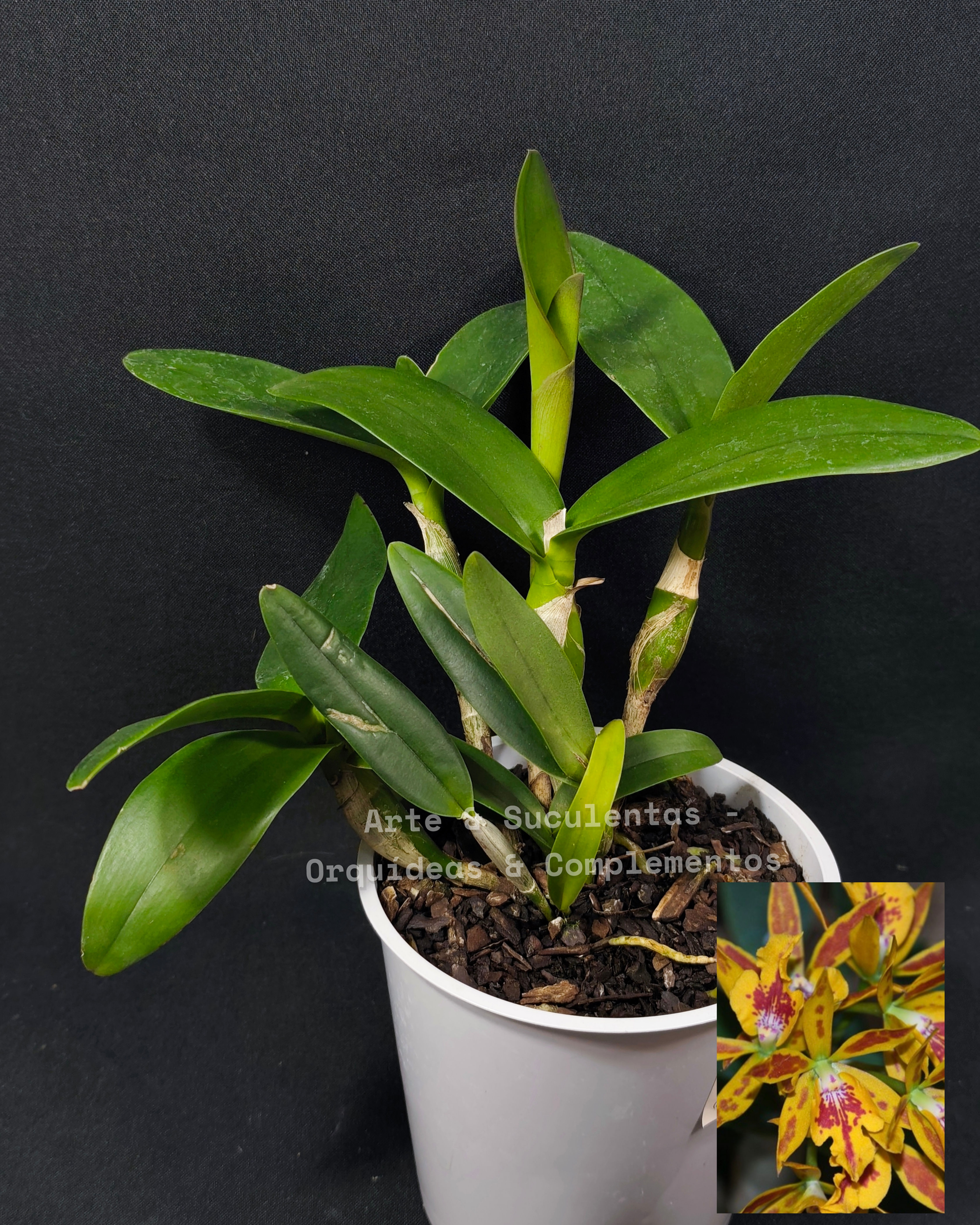 Epicattleya Volcano Trick x Lc. Janet Sparkle