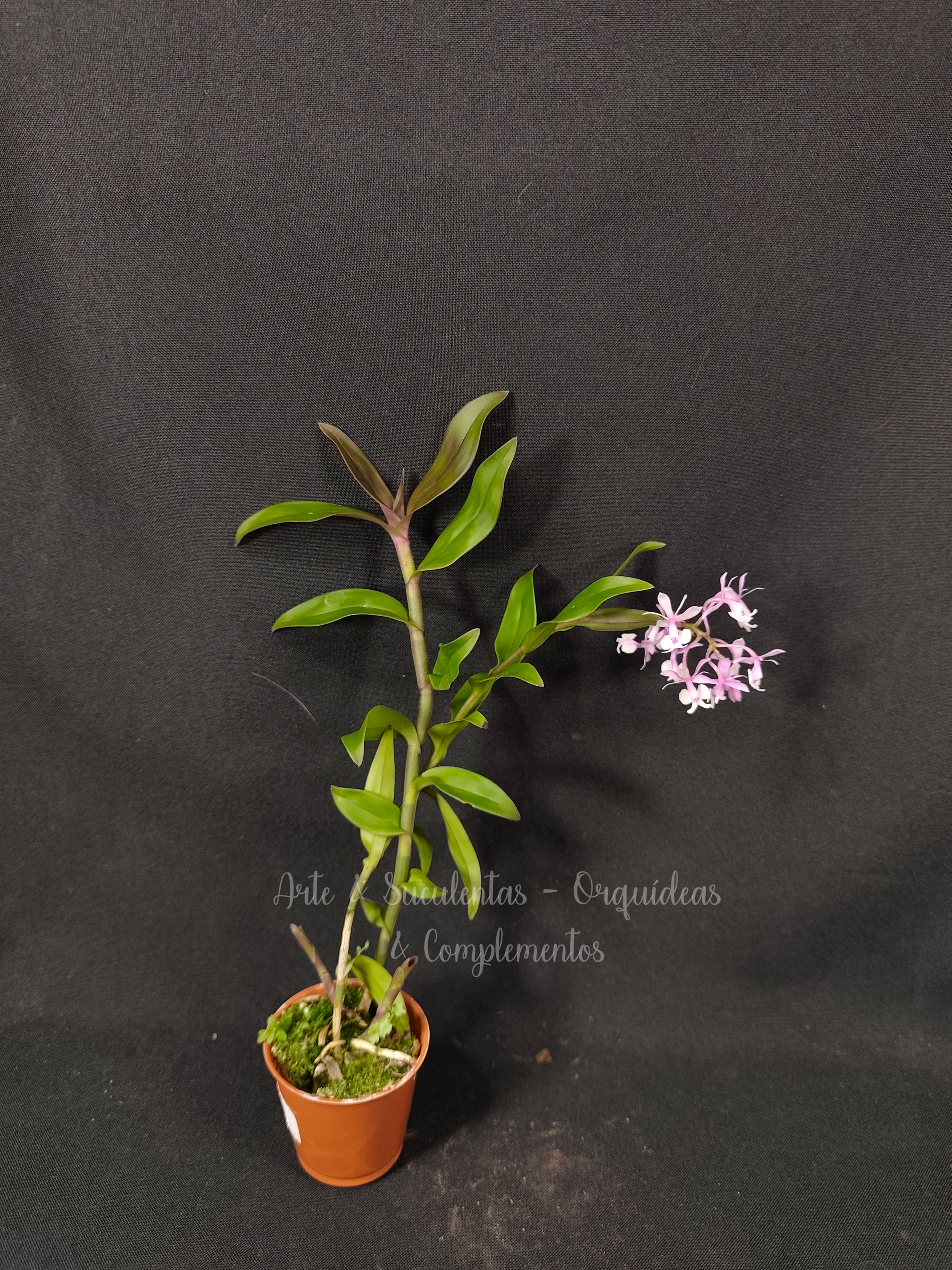 Epidendrum híbrido (EP.1)