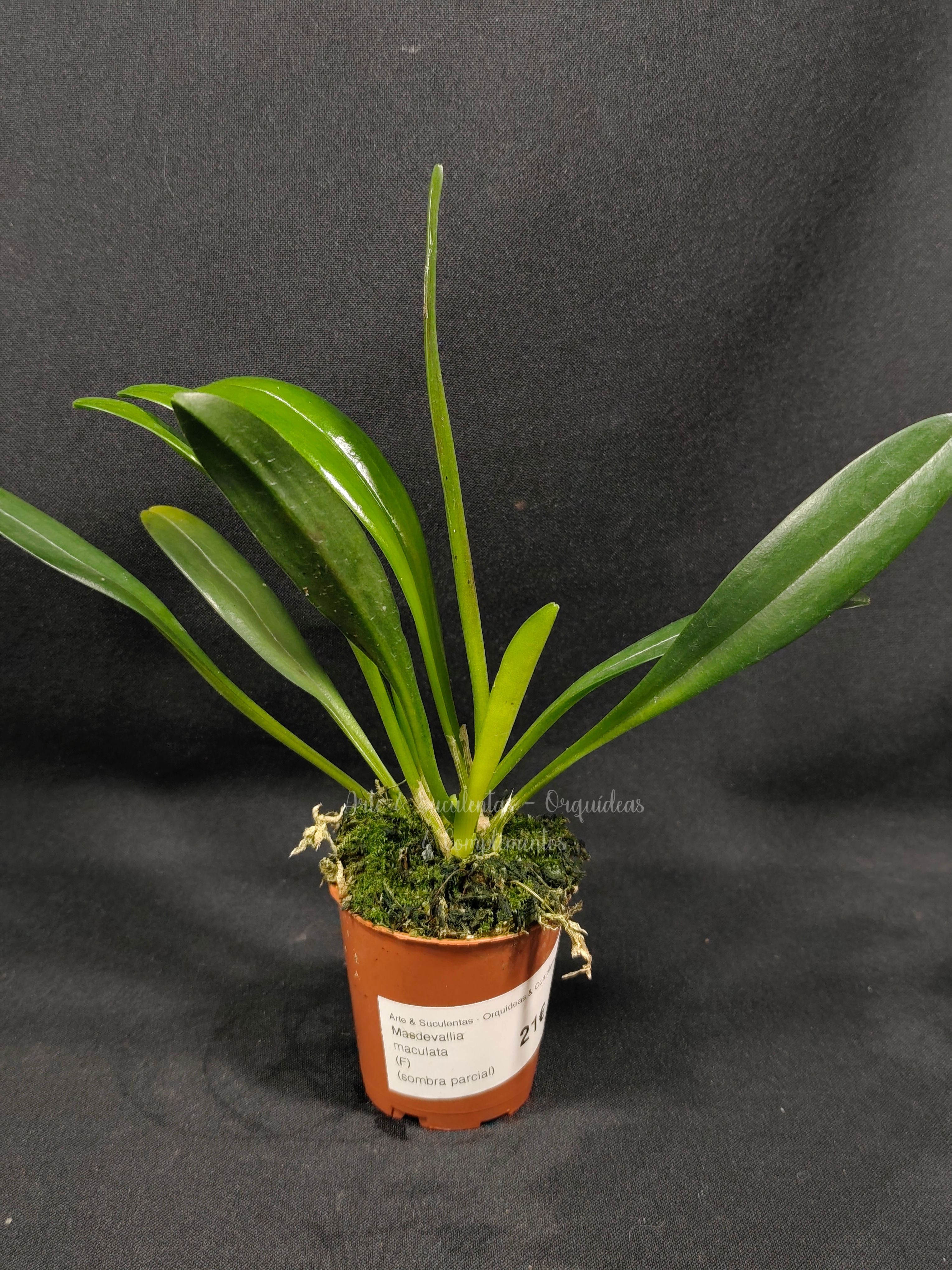 Masdevallia maculata