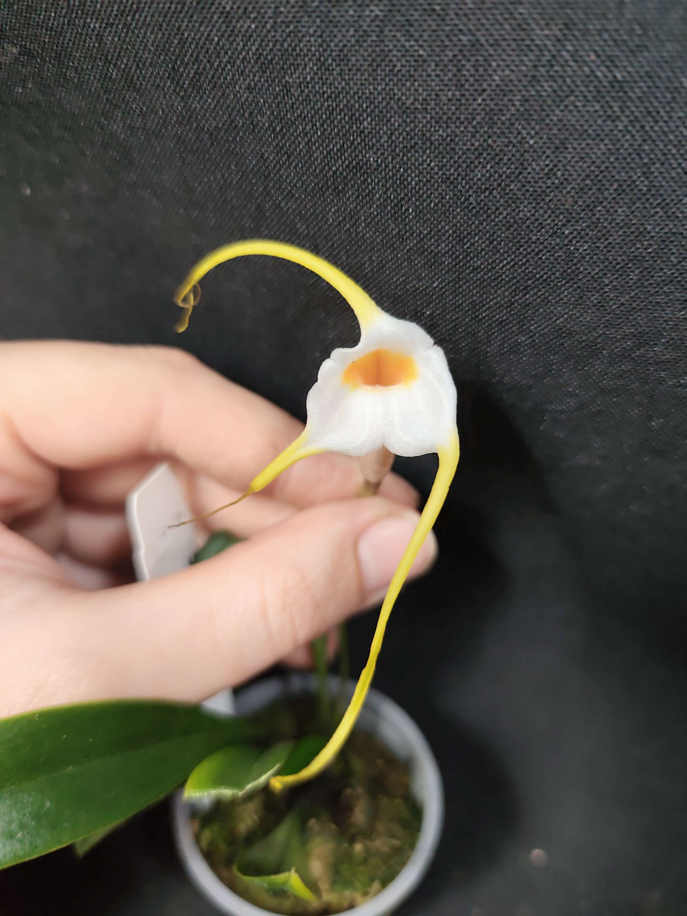 Masdevallia constricta