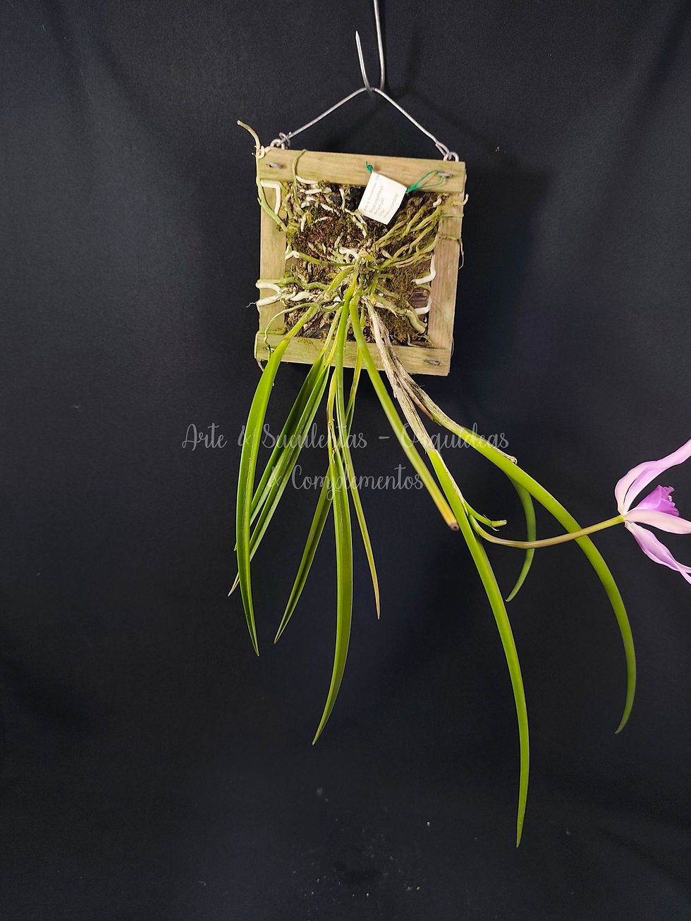 Miniatura: Brassocattleya Amethyst