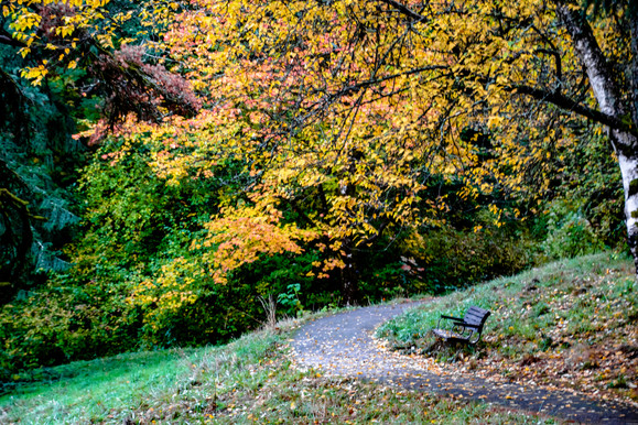 20221101-Oregon_Portland_Fall_Hoyt_Arboretum_Bench_1.jpg