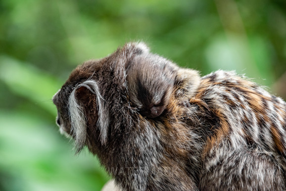 Picture of Baby Monkey on Back of Mother monkey in Brazil Jungle