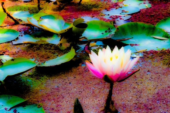 Blooming lily in pond surrounded by lily pads.