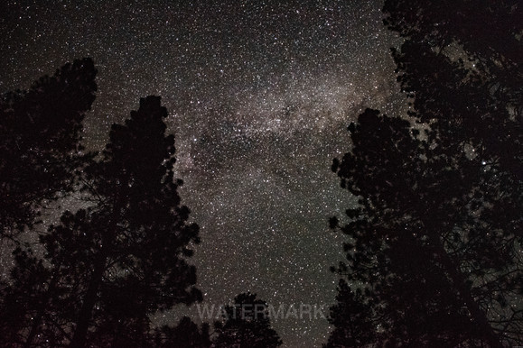 Silhouette of forest against starry night sky and milky way galaxy.
