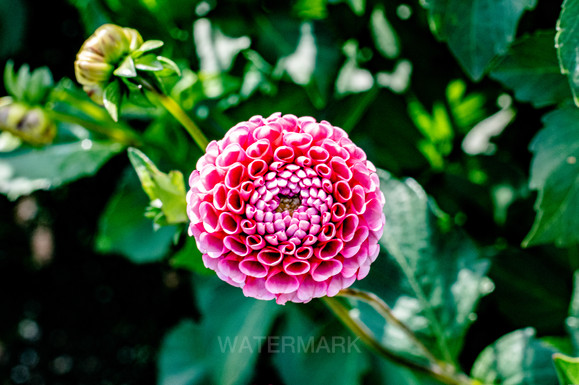 20220918-Oregon_Portland_Swan_Island_Dahlias_Flower_Pink_11.jpg